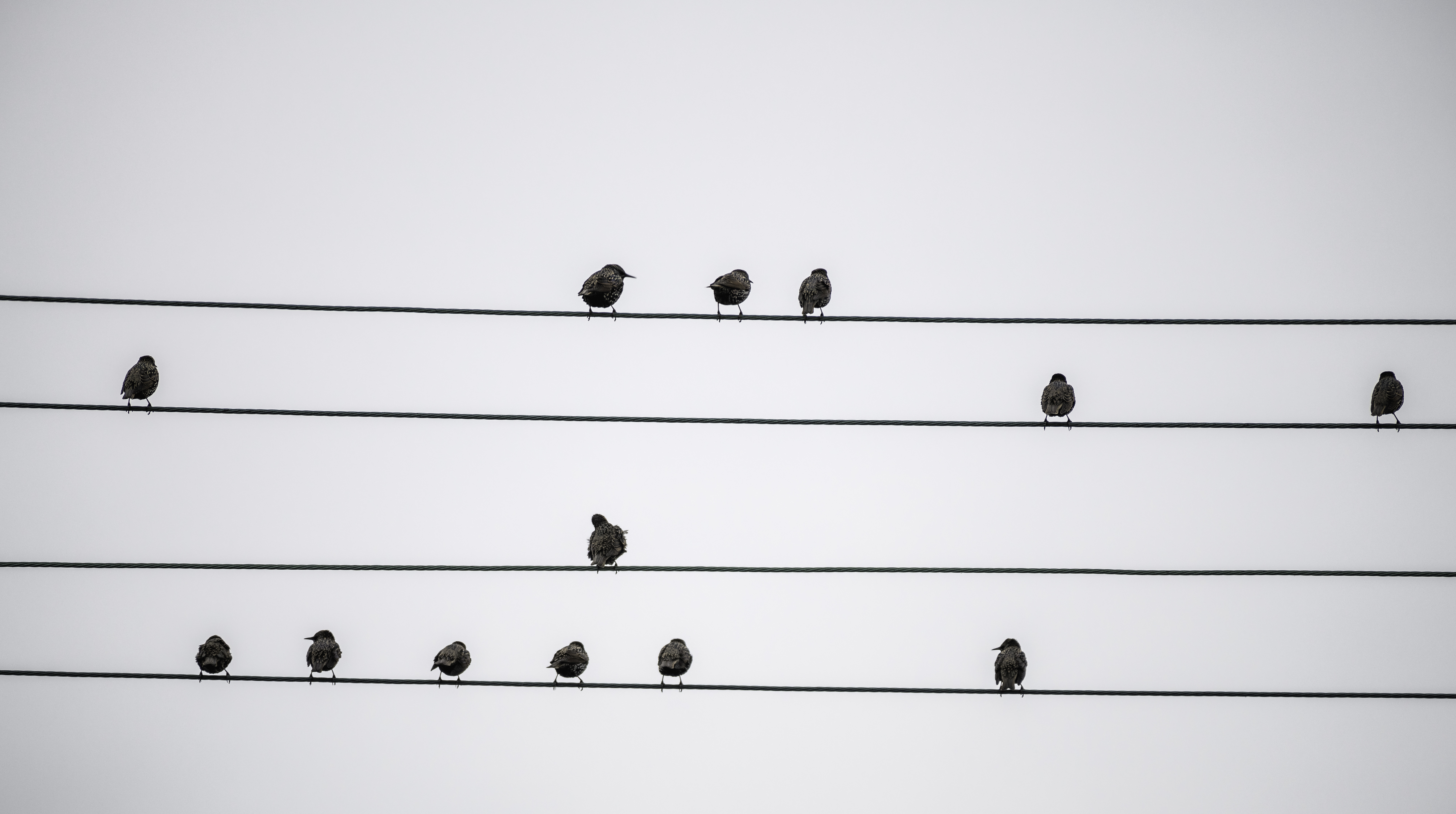 Taking bird. Говоря Birds on a wire. Talking Birds on a wire. Birds Wireless wire. Two Birds on a wire.