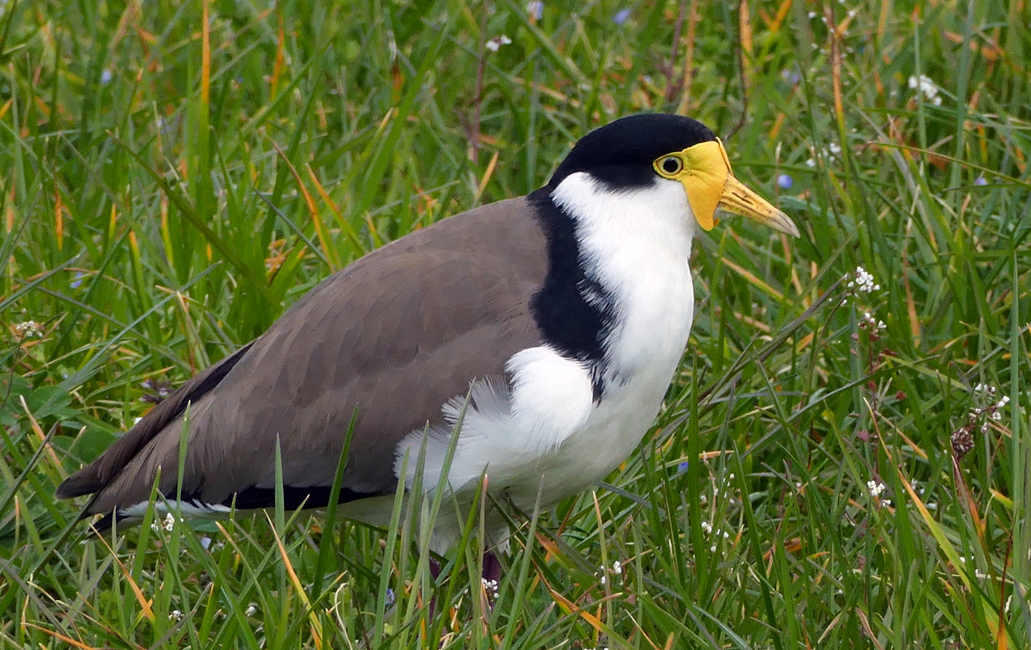 Птица из новой гвинеи 6 букв. Vanellus Miles. Vanellus lugubris. The masked Lapwing (Vanellus Miles). Спур птица.