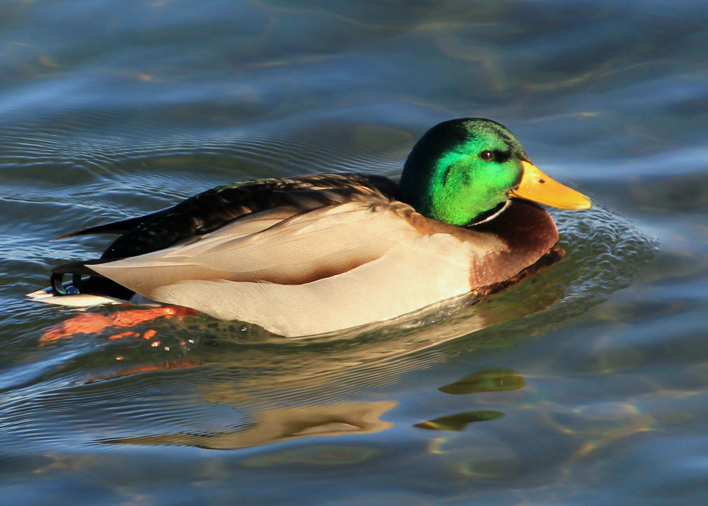 Mallard Duck Swimming