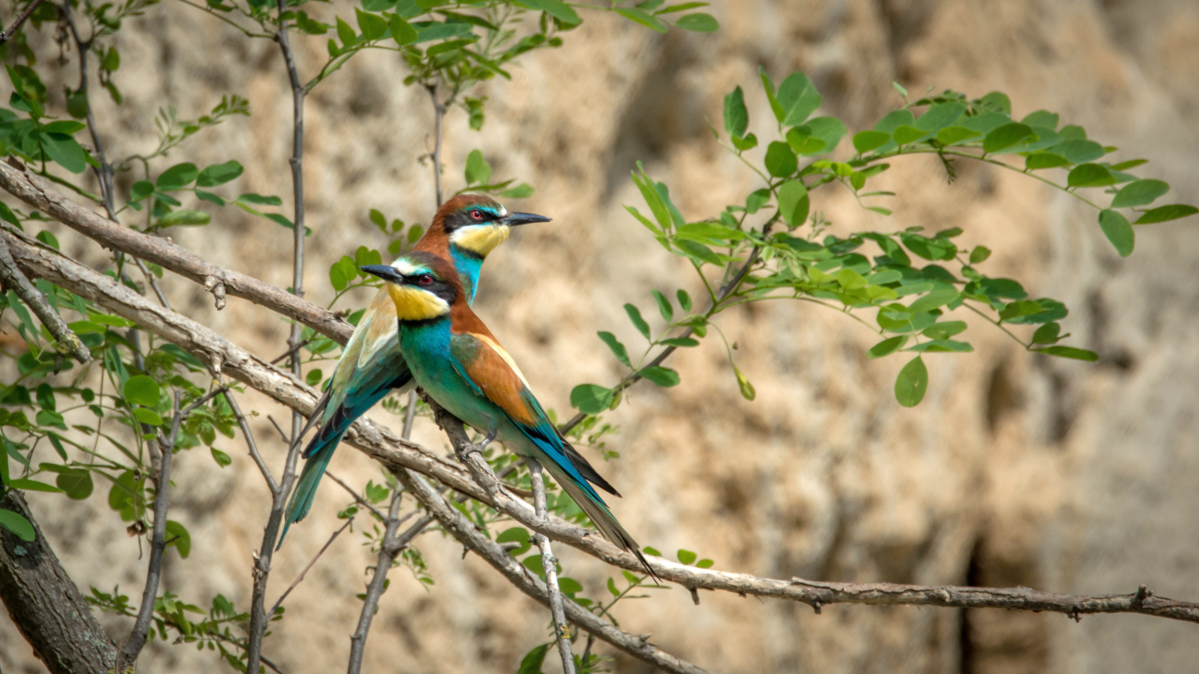 two-european-beat-eaters-standing-on-branch-merops-apiaster.jpg