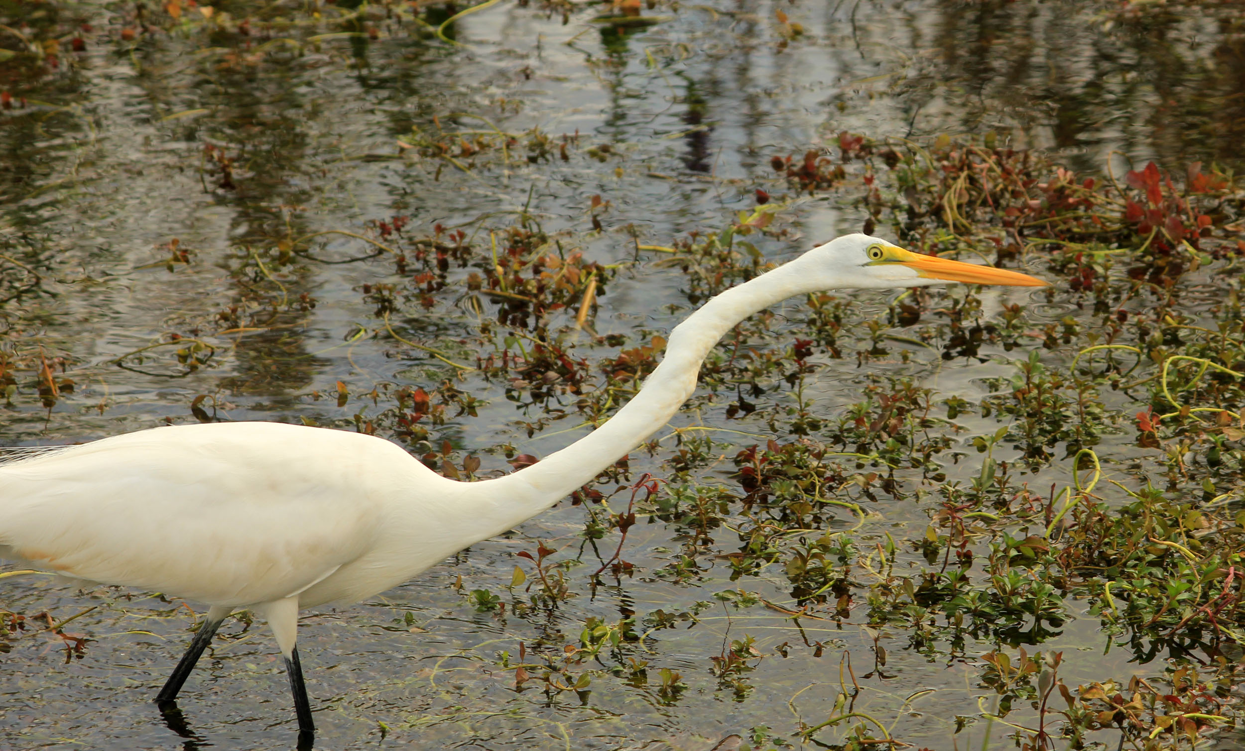 Great Egret image - Free stock photo - Public Domain photo - CC0 Images