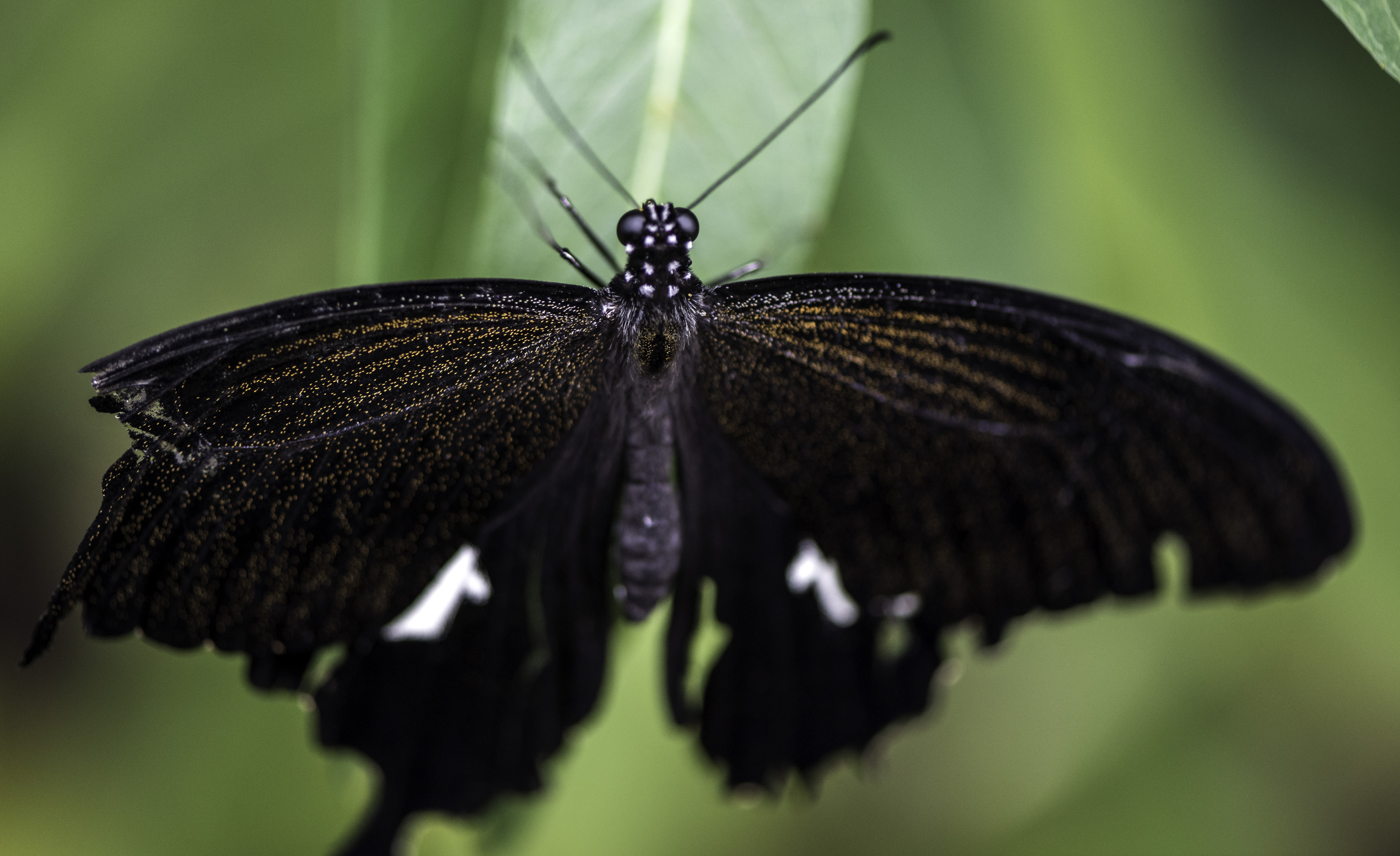 Черные бабочки 1. Бабочка черная. Черные бабочки виды. Черный мотылек. Черная бабочка в России.