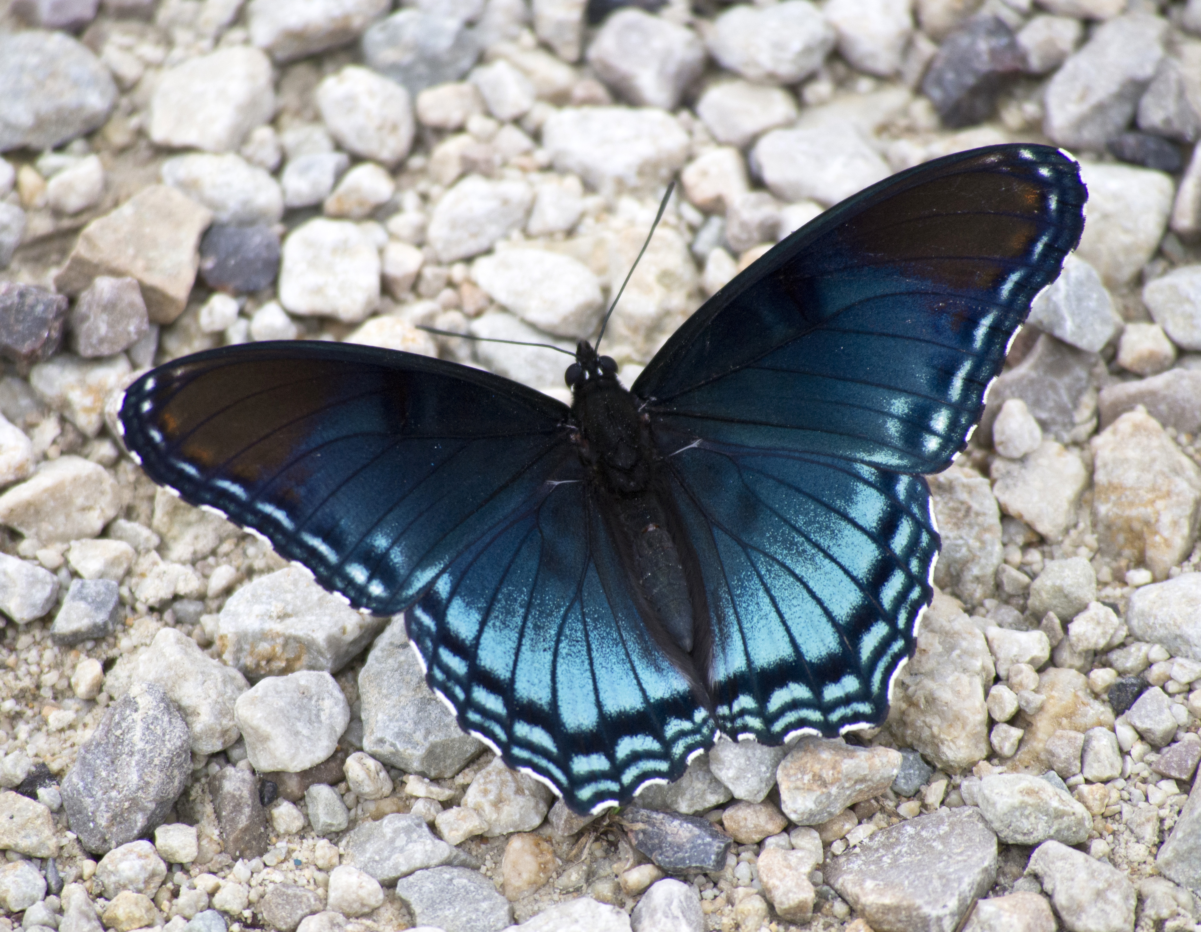 blue-butterfly-on-the-ground-image-free-stock-photo-public-domain