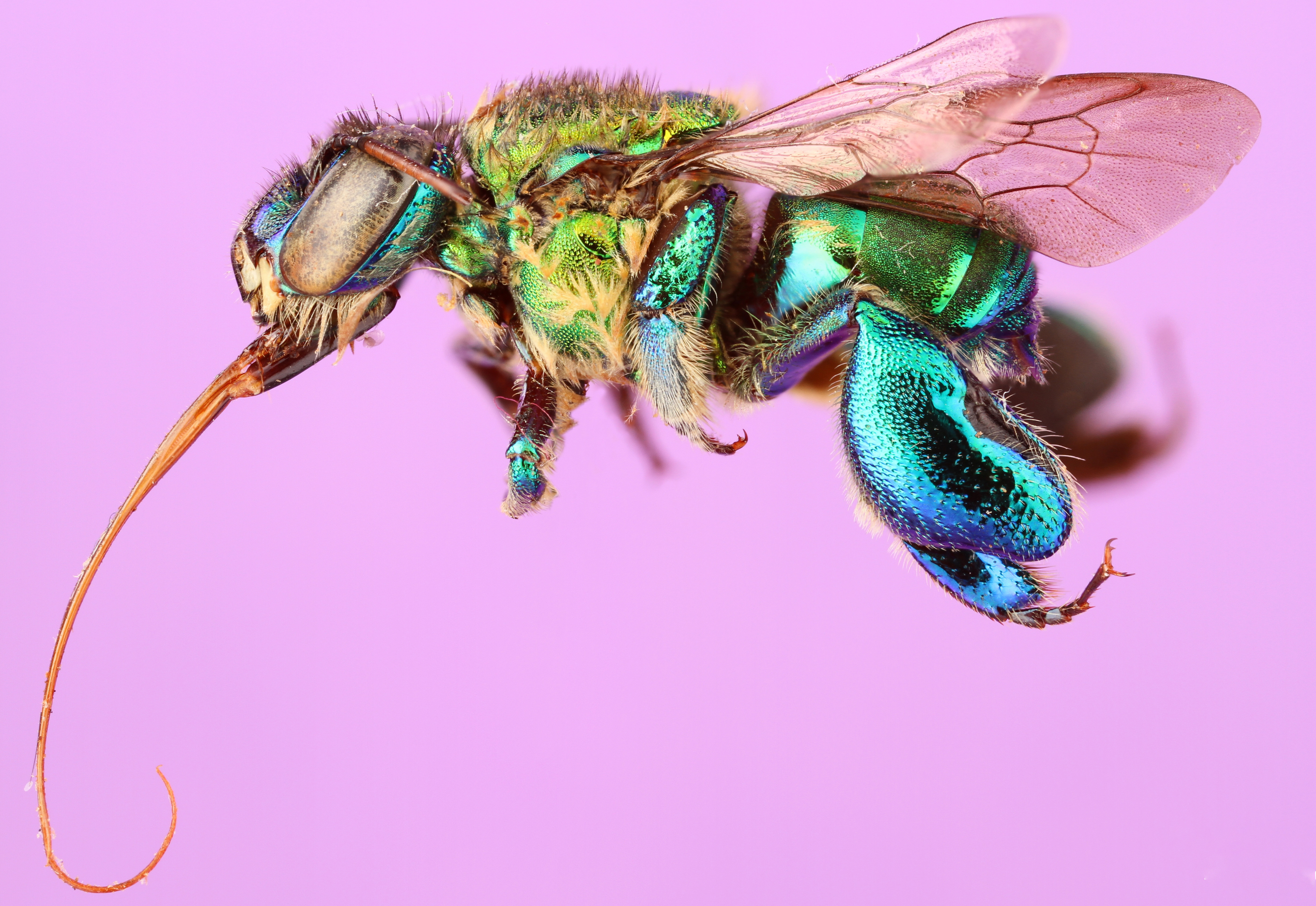 Flower Orchid Bee At Alfred Wilford Blog
