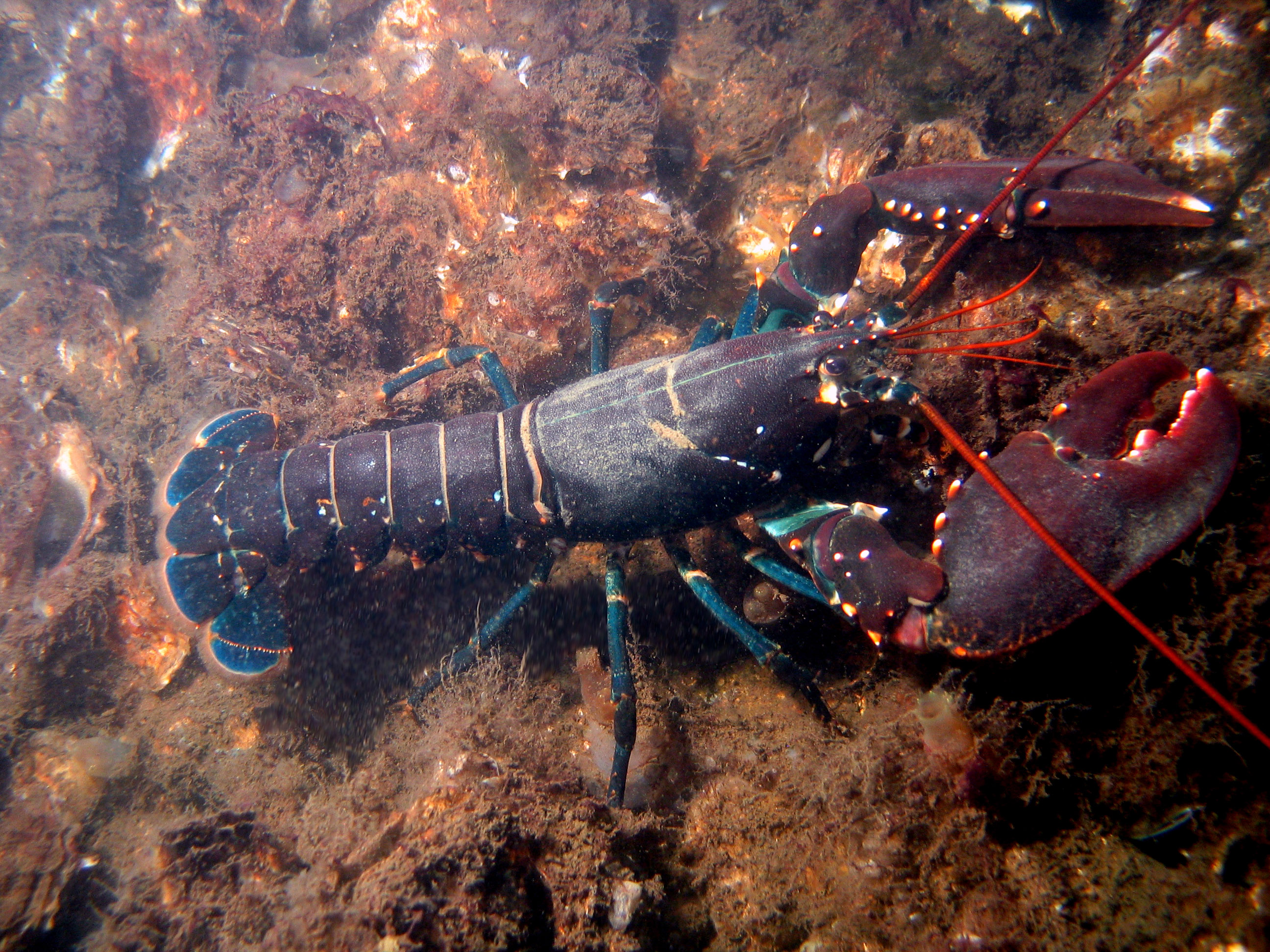 European Lobster Homarus Gammarus Image Free Stock Photo Public 