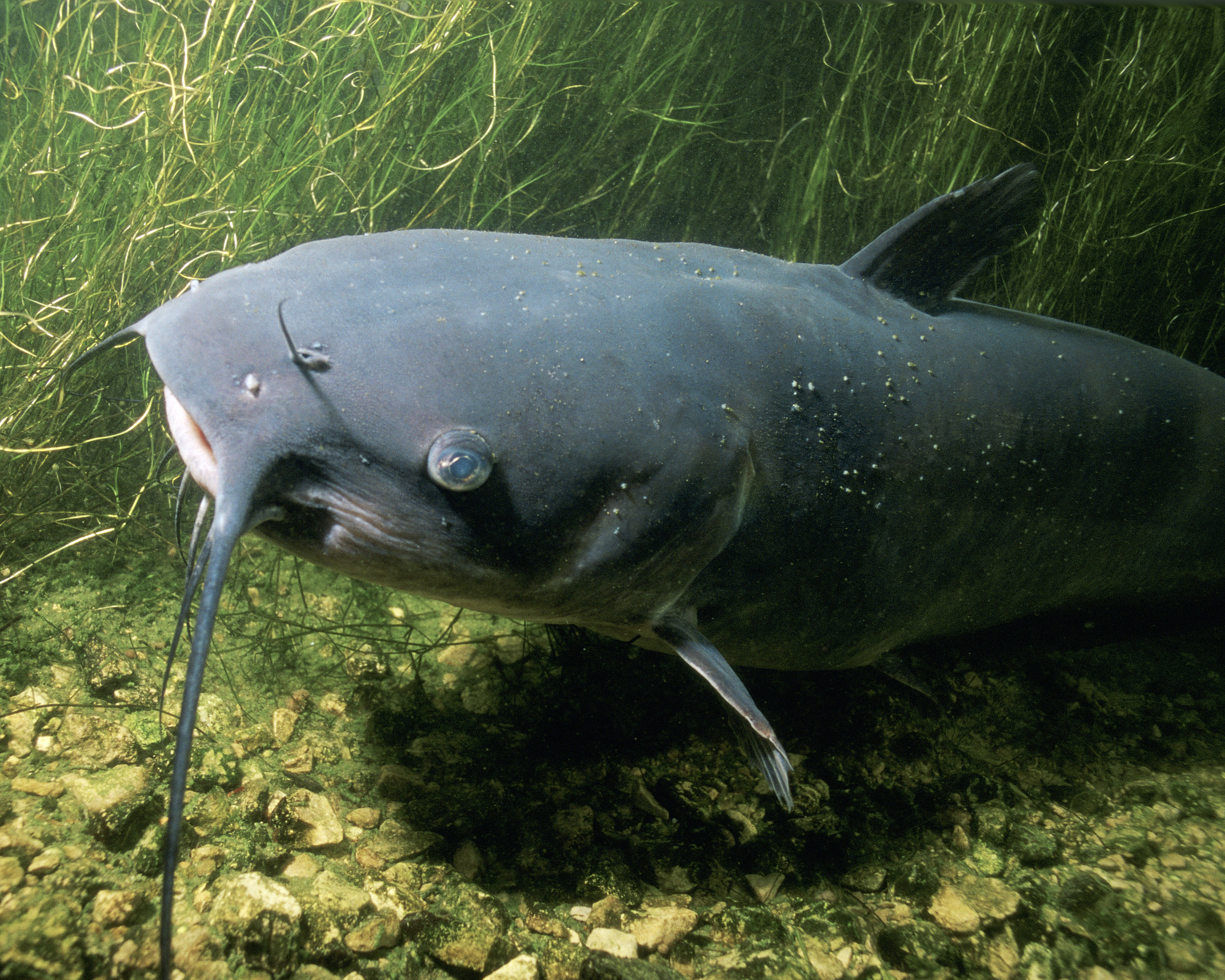 Channel Catfish Ictalurus Punctatus Image Free Stock Photo Public 