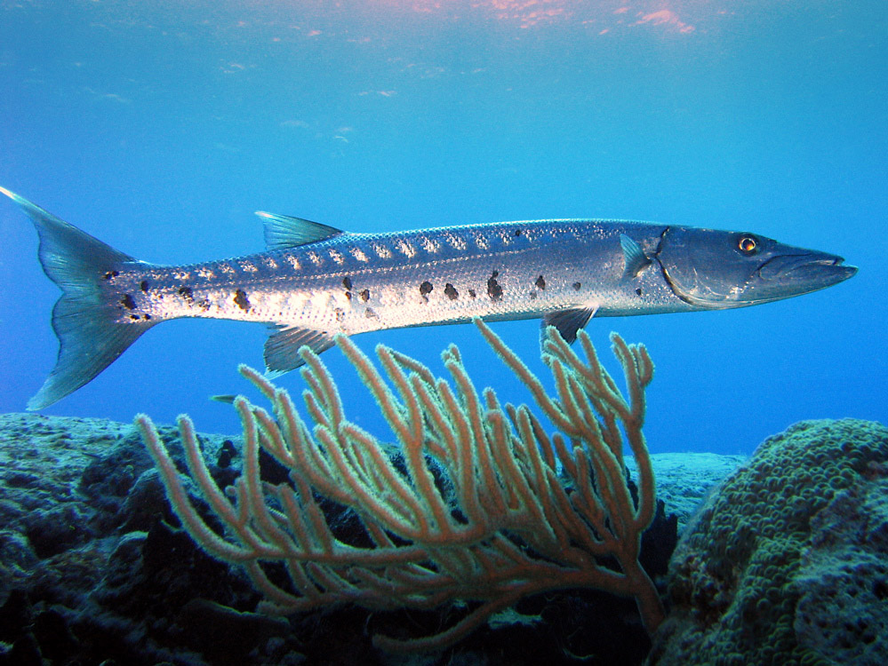 Great Barracuda Sphyraena Barracuda Image Free Stock Photo Public Great Barracuda Sphyraena Barracuda Image Free Stock Photo Public