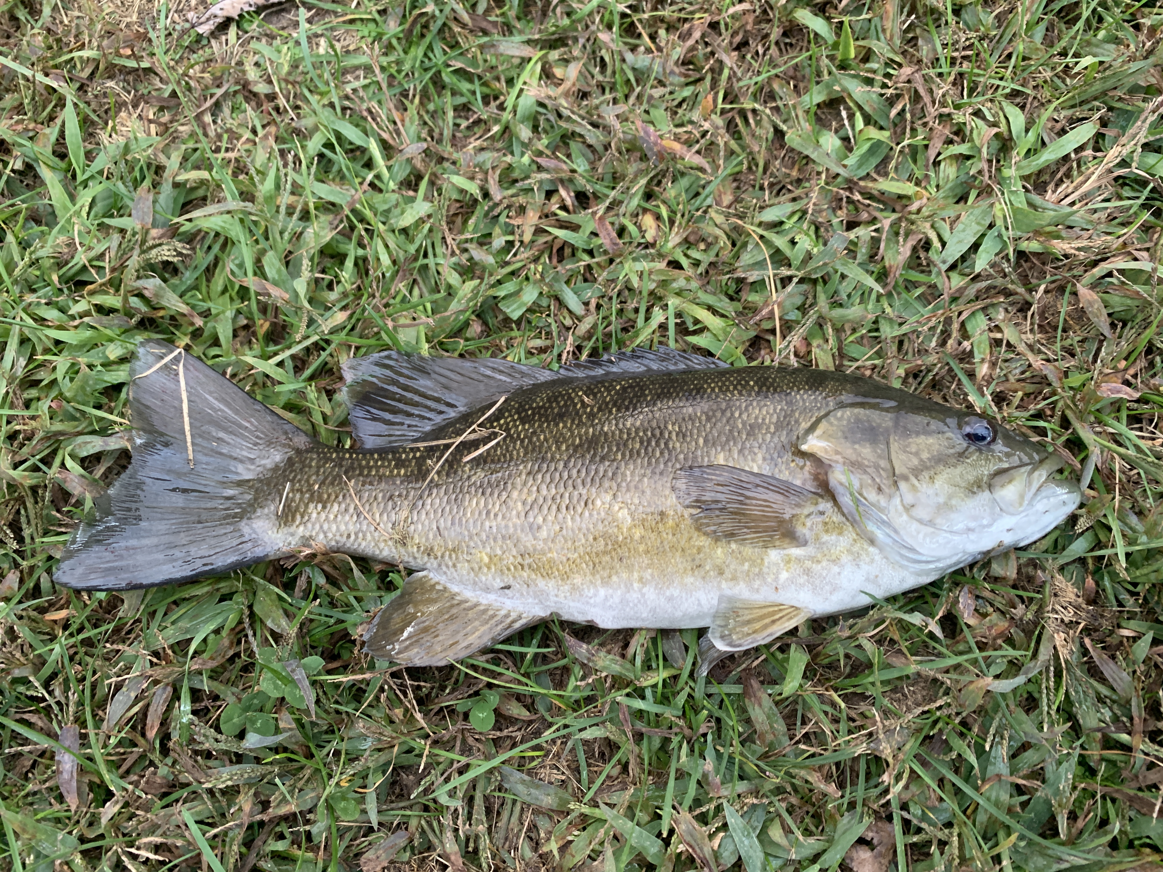 Smallmouth Bass Wikipedia