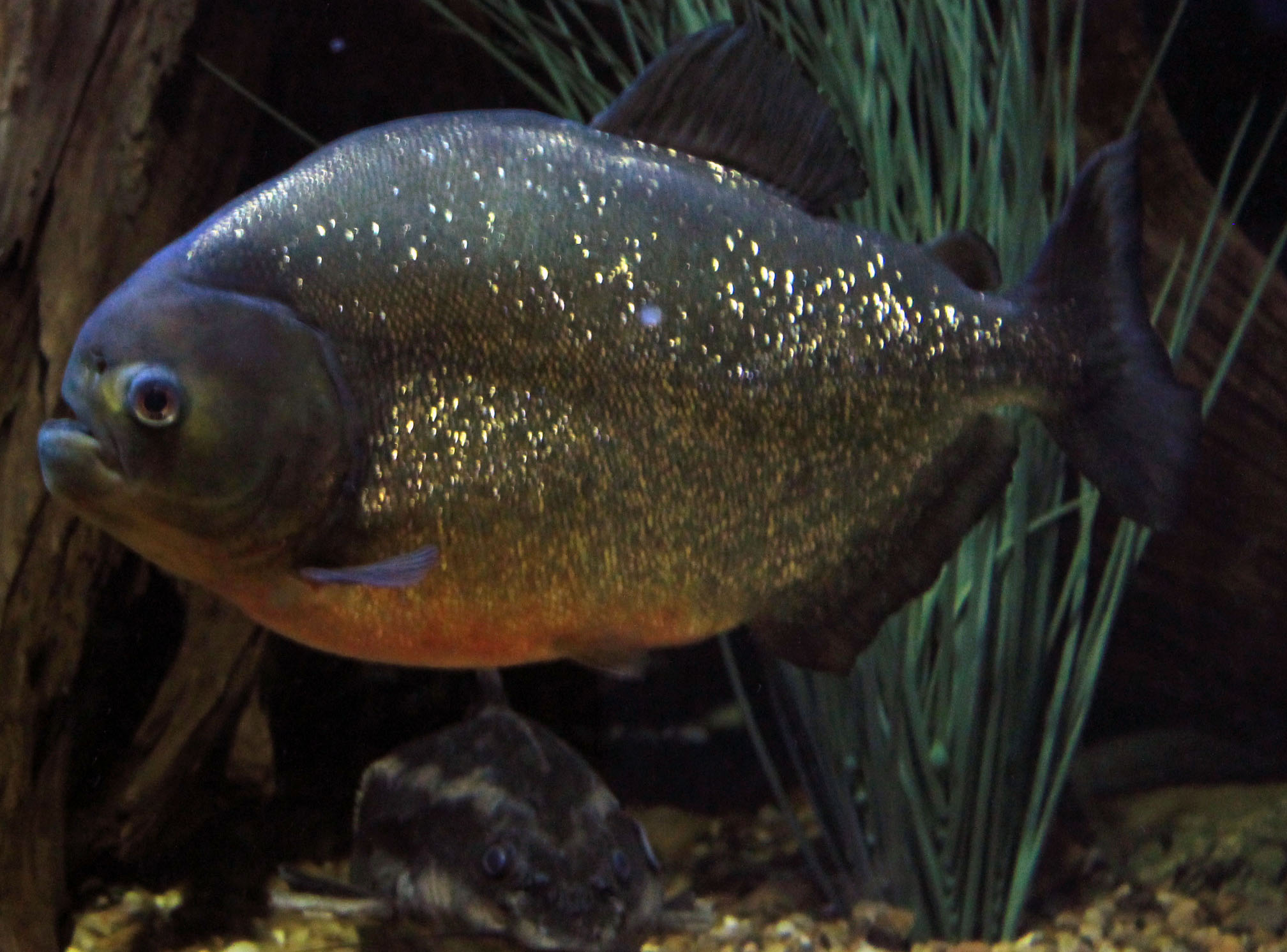 Red Bellied PIranha image - Free stock photo - Public Domain photo ...