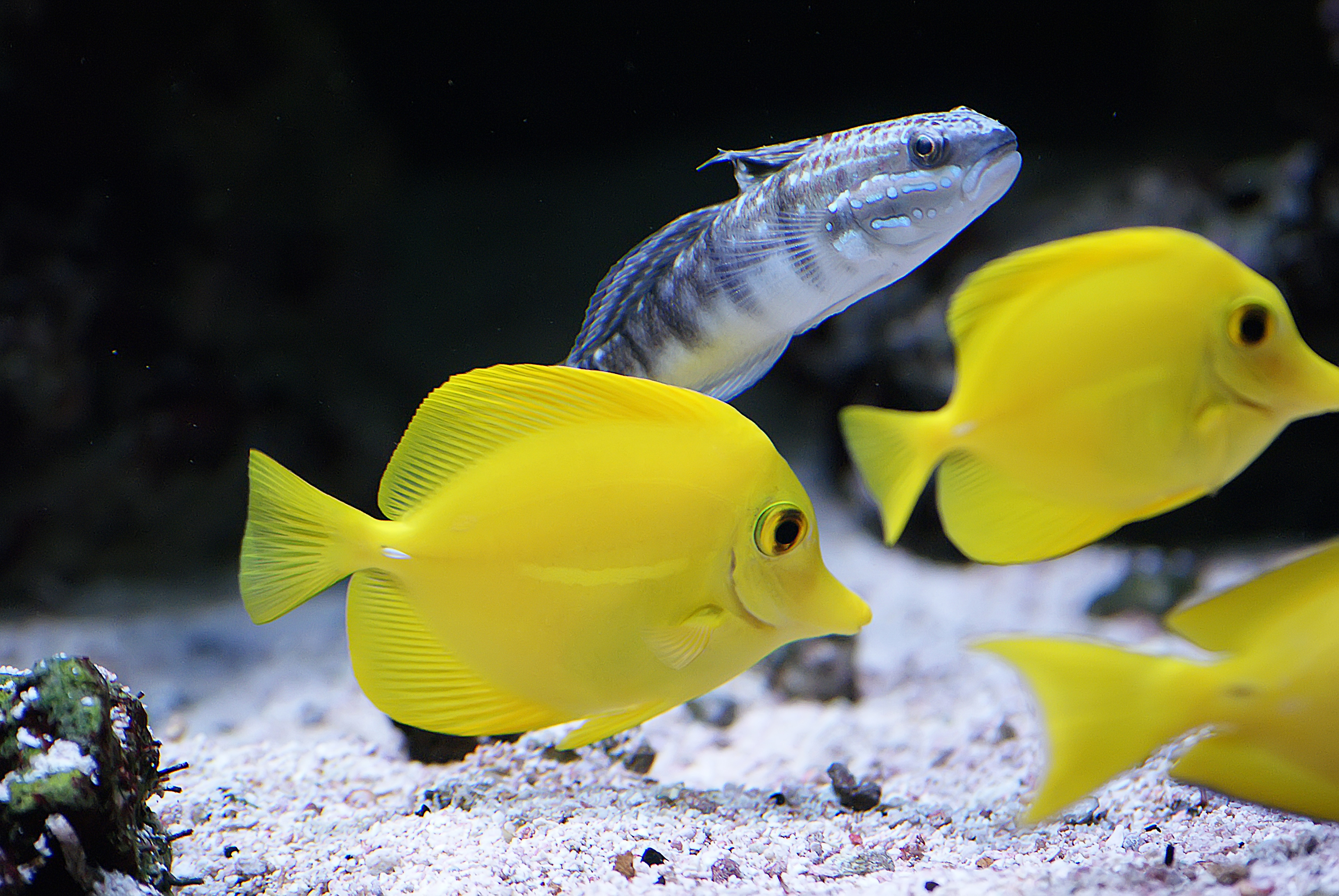 Yellow and Silver Marine Fish free photo. browse by category. 