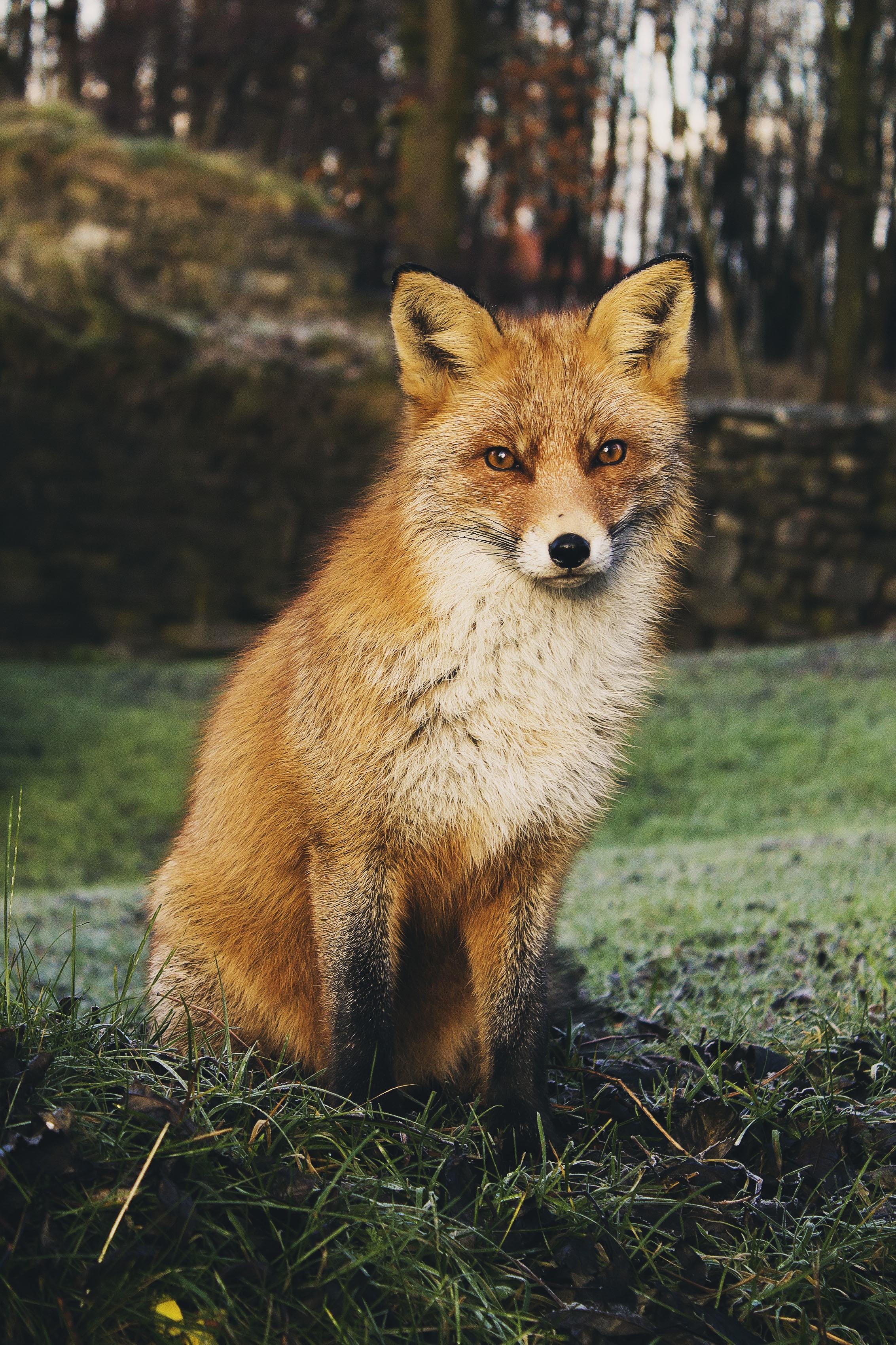 A Red Fox image - Free stock photo - Public Domain photo - CC0 Images