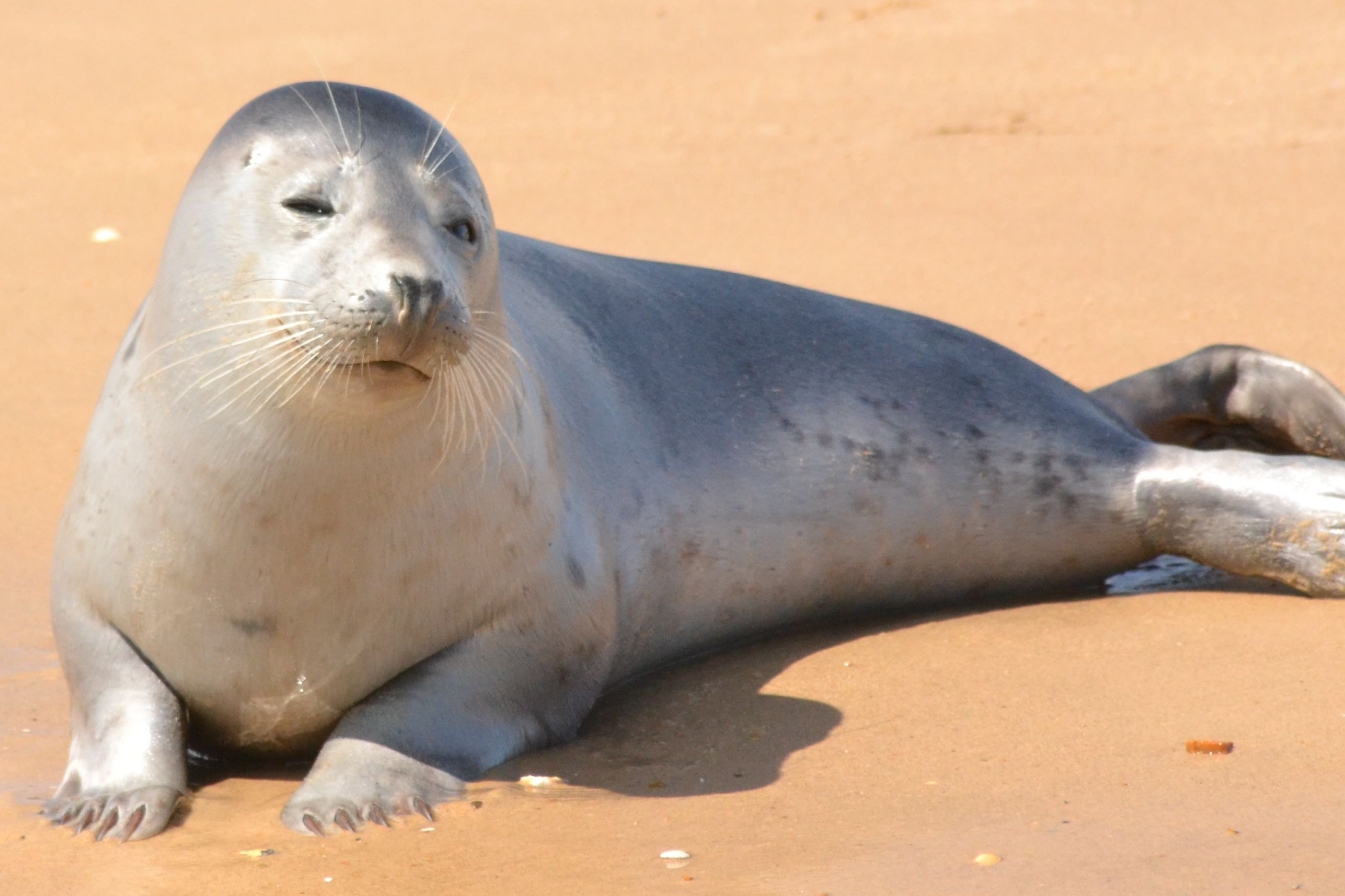 A seal on the beach image - Free stock photo - Public Domain photo - CC0  Images
