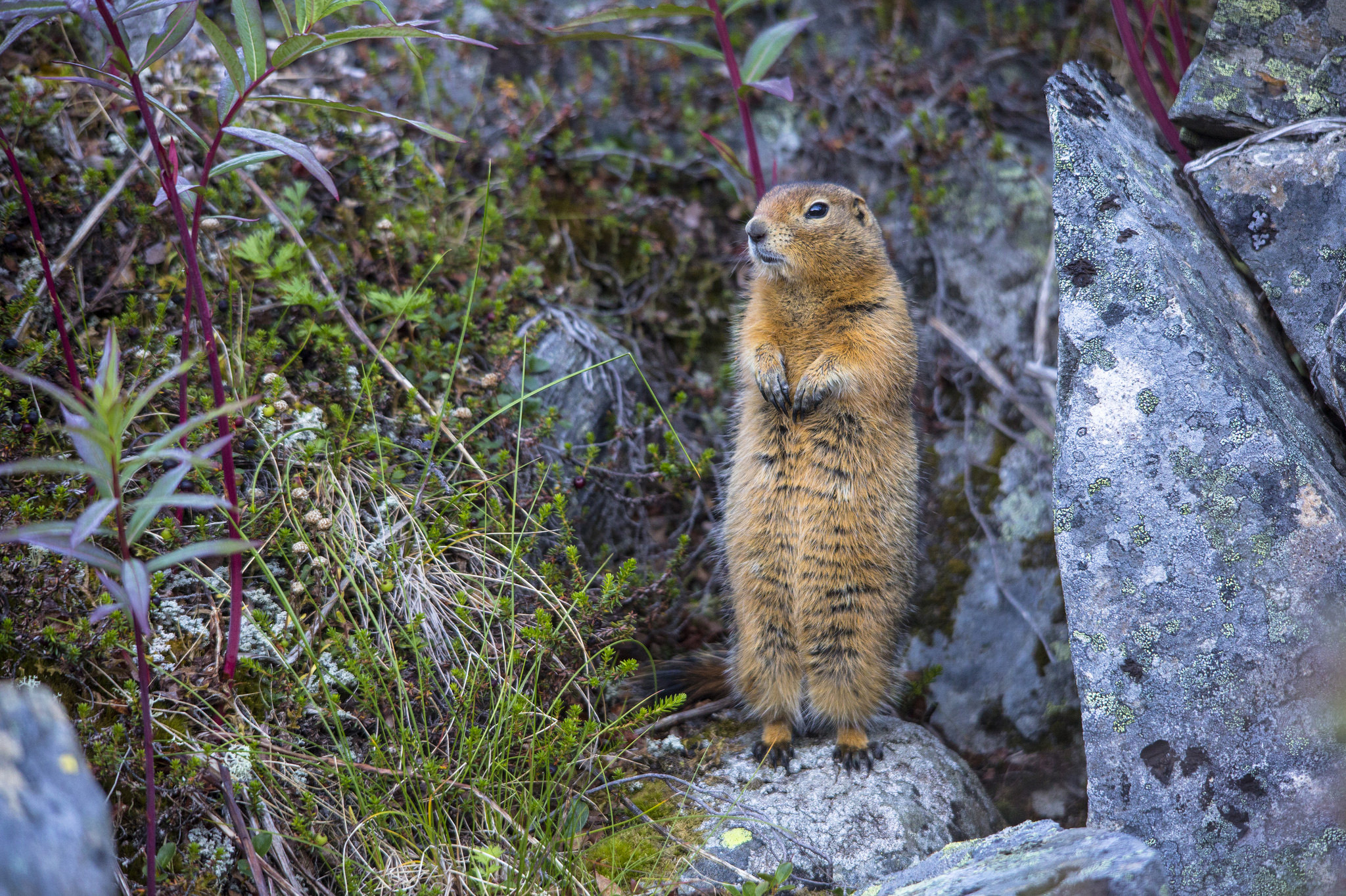 ground squirrel ground squirrel