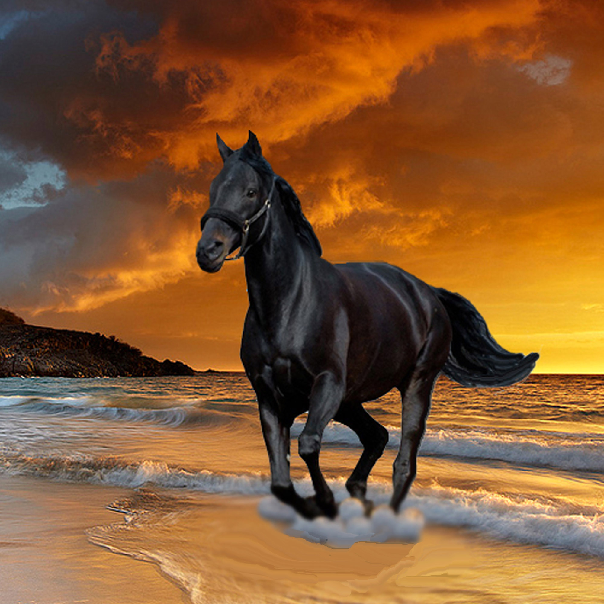 Most Beautiful Black Horse In The World