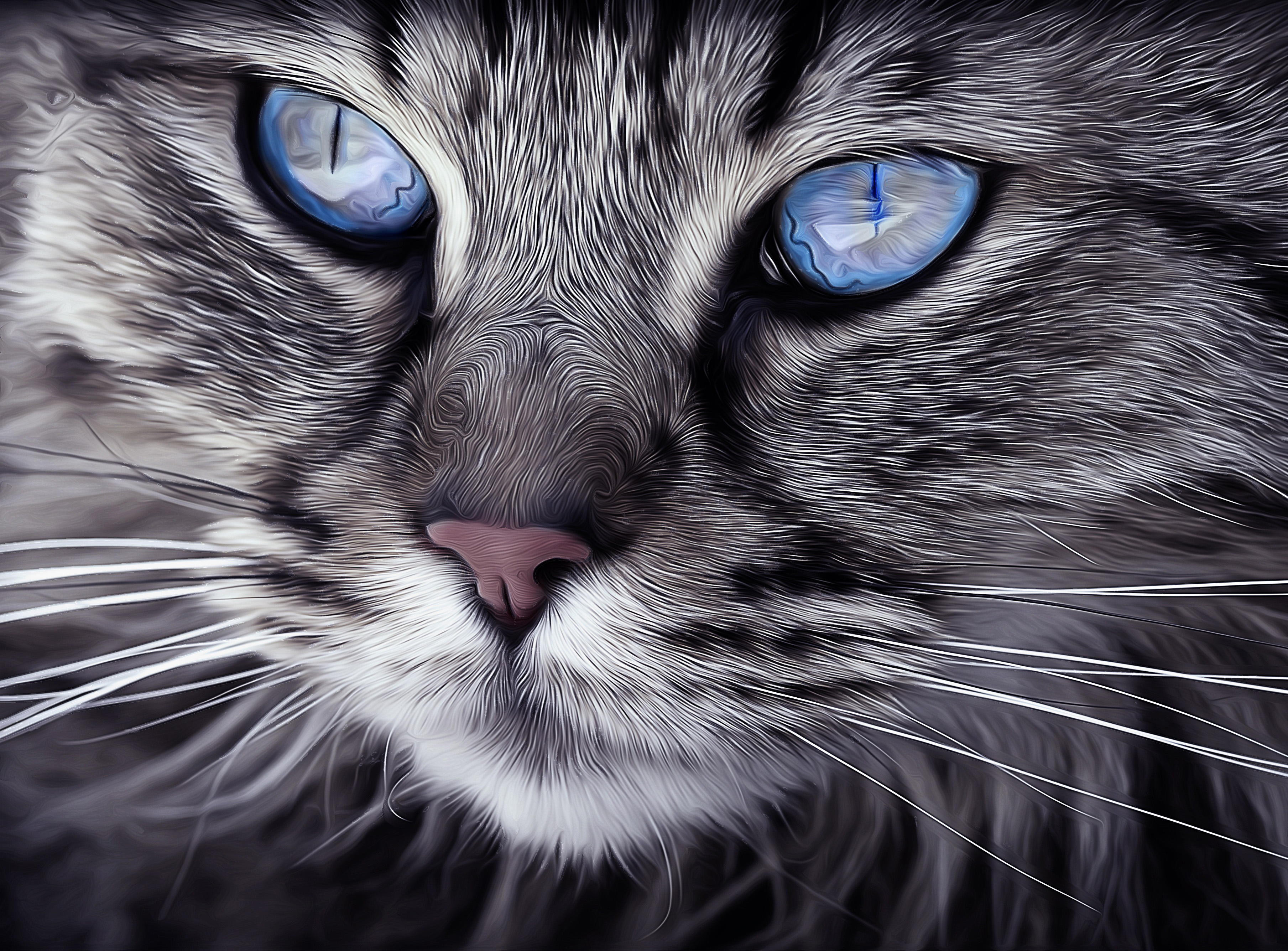Close up of cat's face with blue eyes image - Free stock photo - Public  Domain photo - CC0 Images