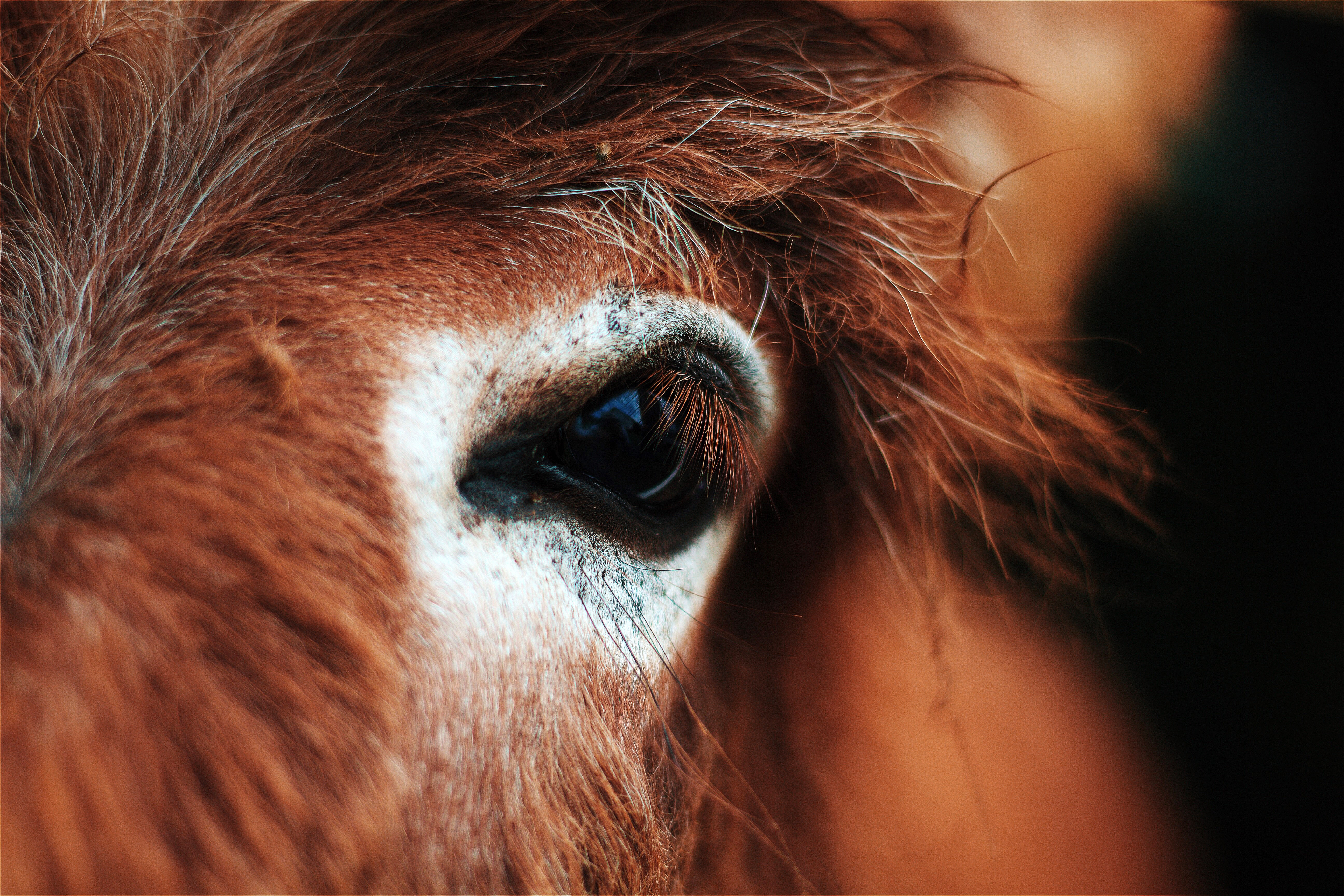 Какие глаза у зверей. Глаз лошади. Лошадиные красивые глаза. Лошадь с красивыми глазами. Коричневая лошадь.