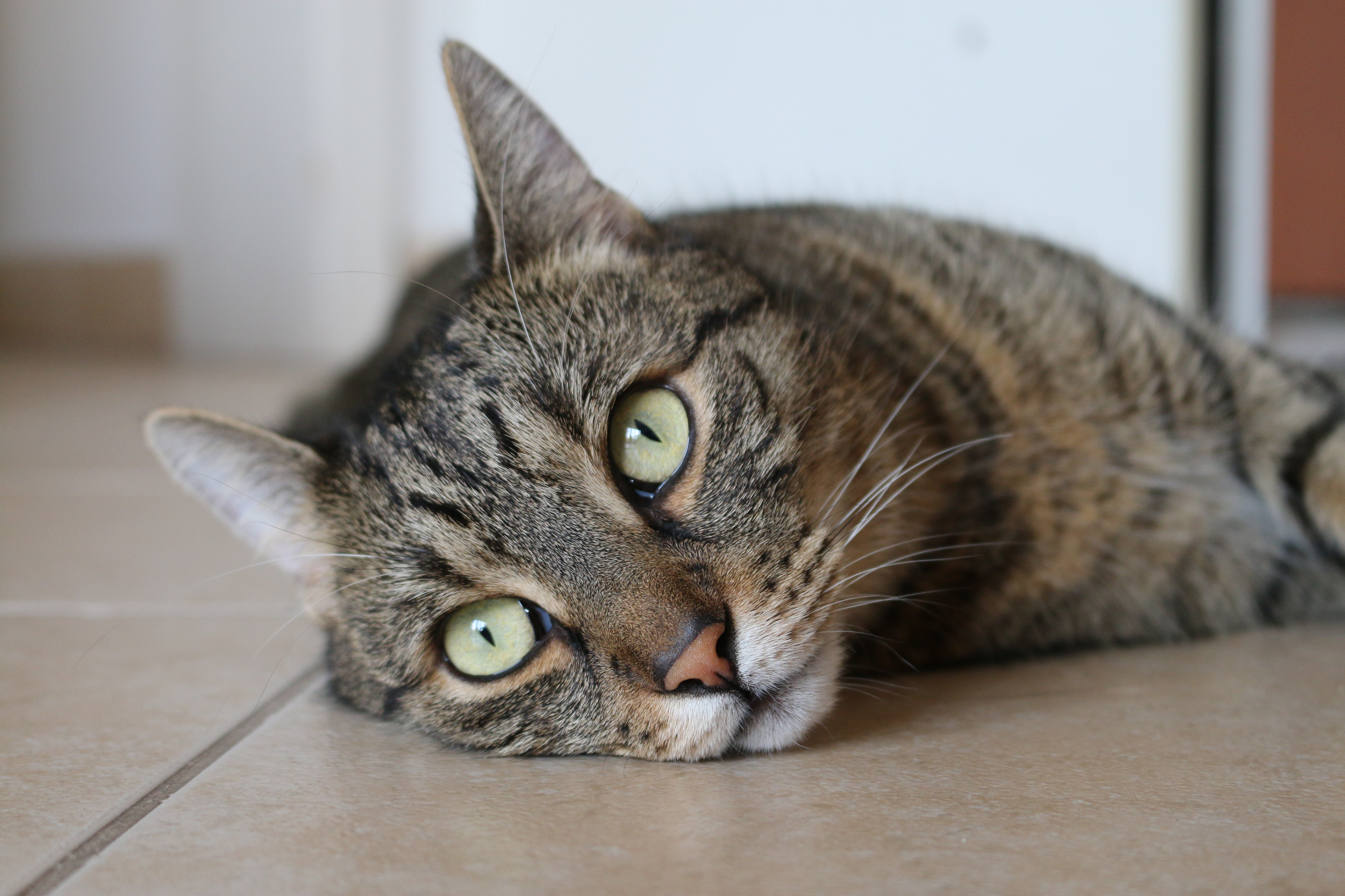  Cute  cat  lying  down  image Free stock photo Public 