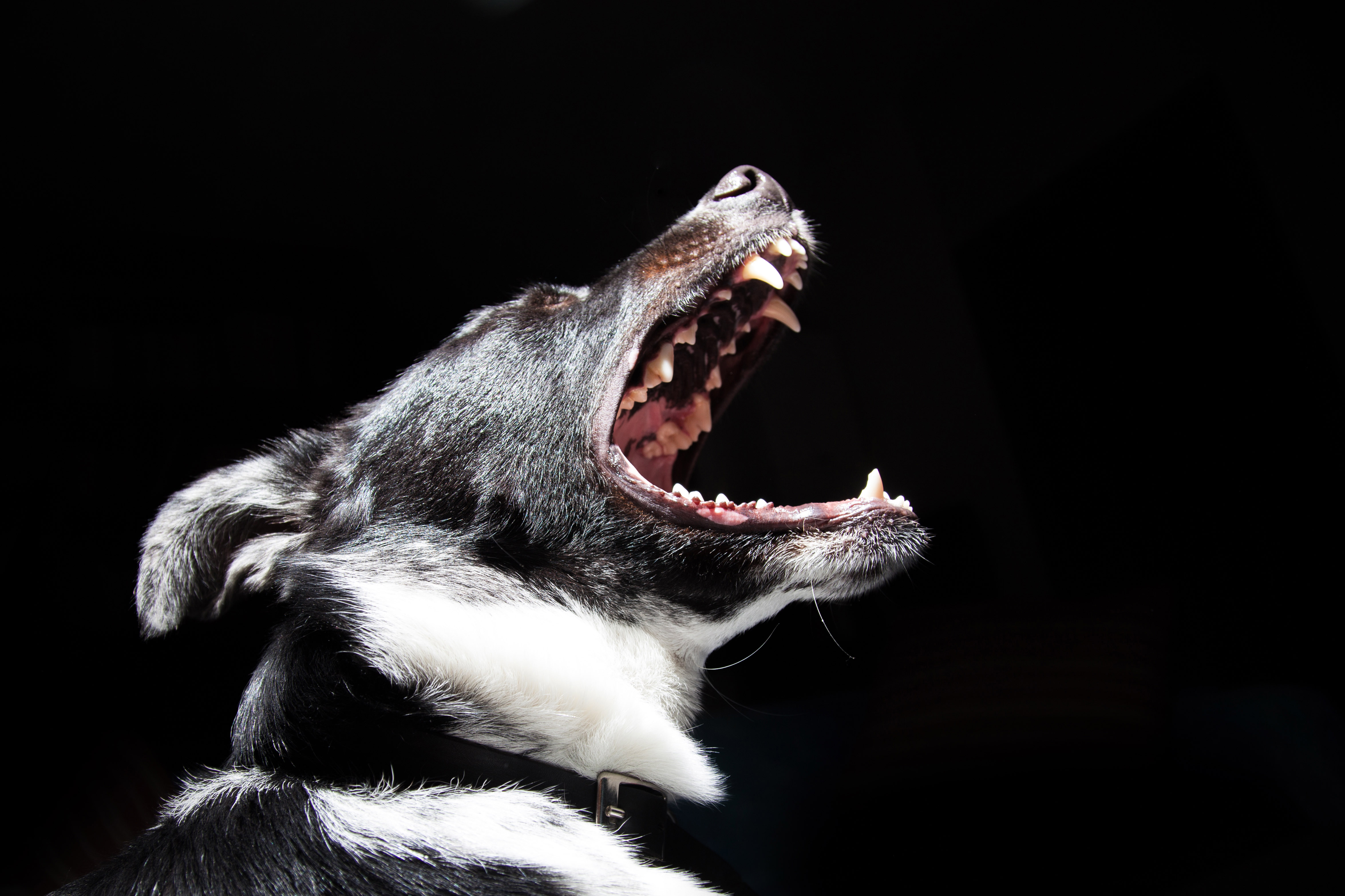 Dog Barking Image Free Stock Photo Public Domain Photo Cc0 Images