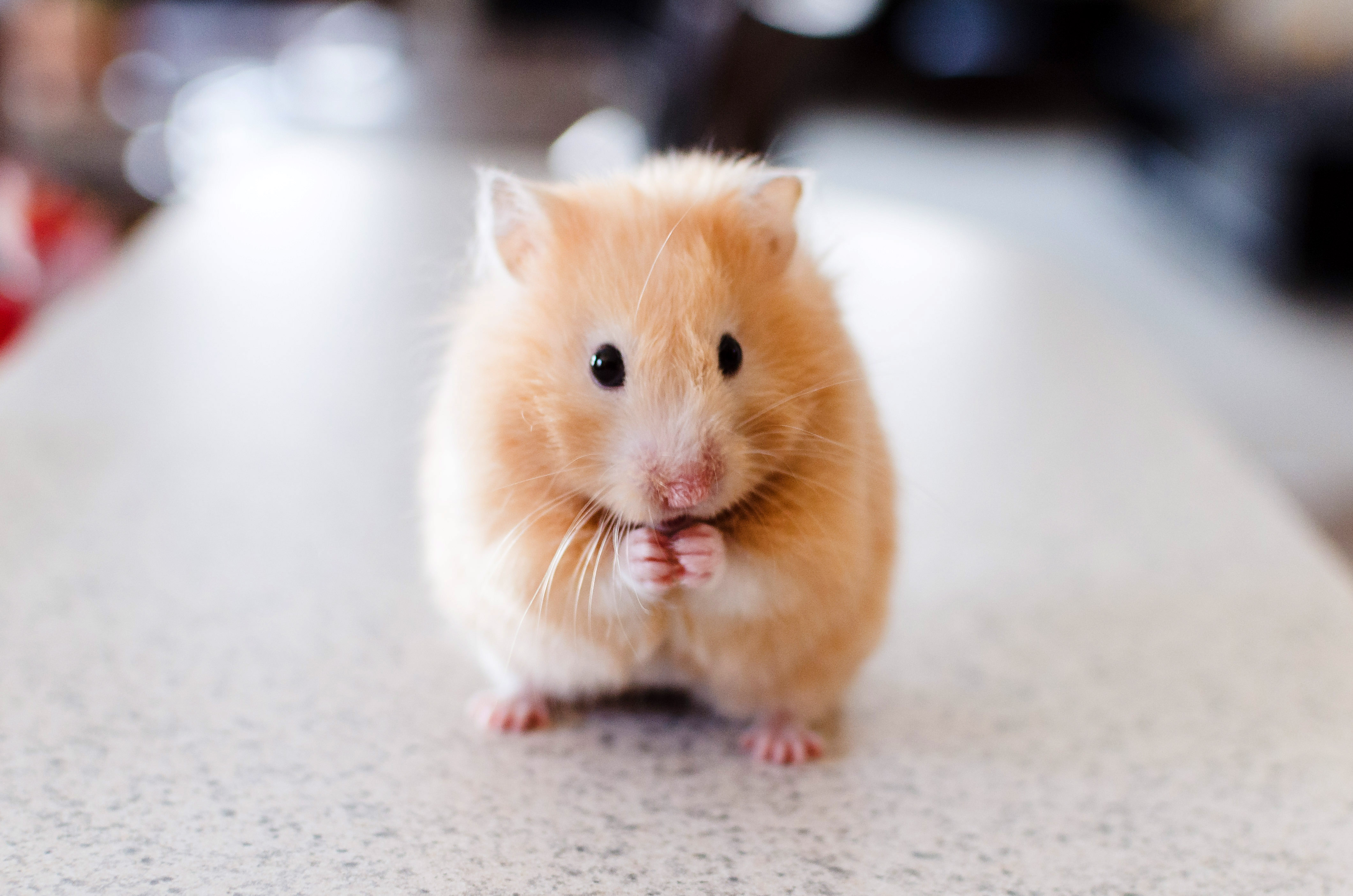Hamster Standing Up image - Free stock photo - Public Domain photo - CC0  Images
