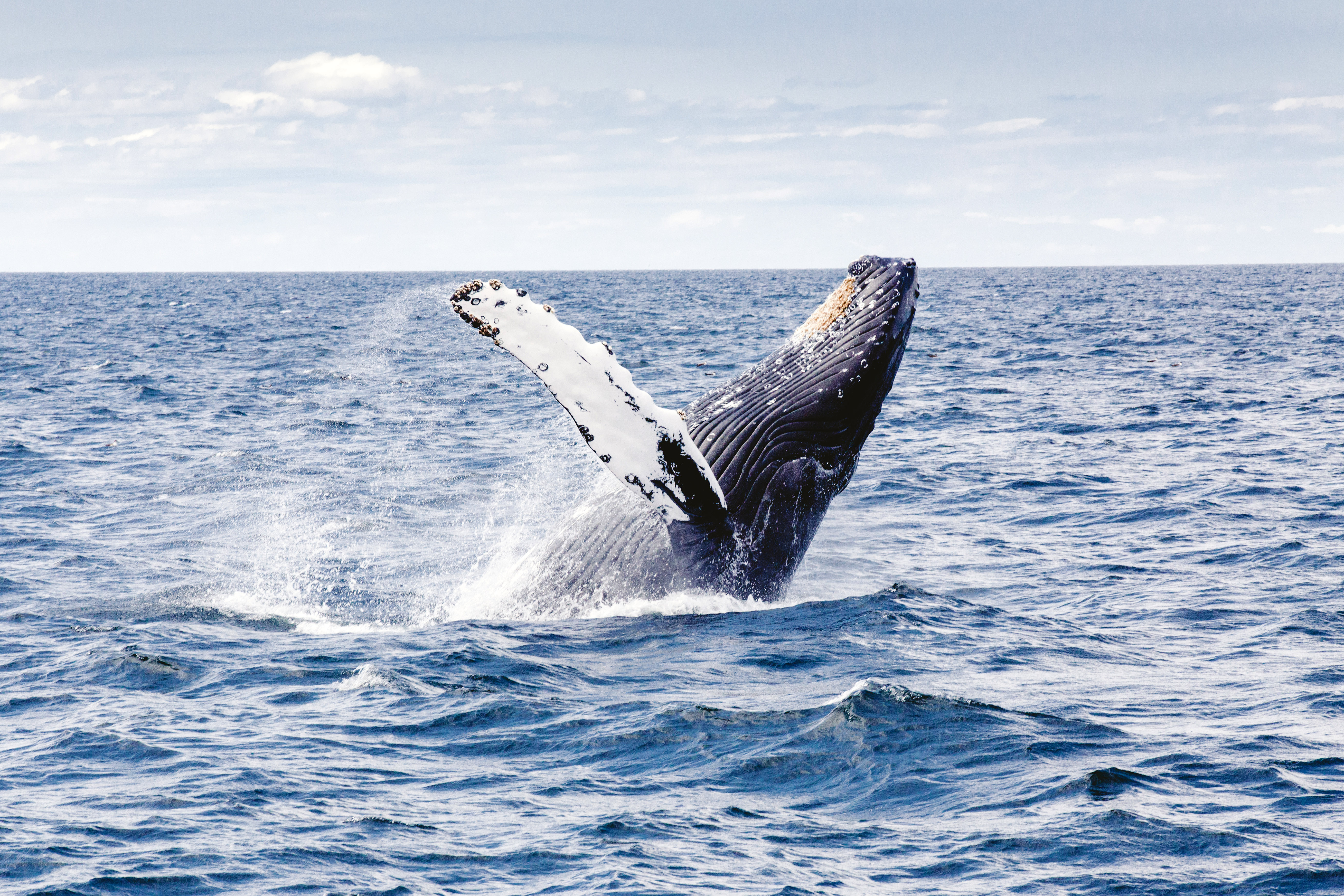 Humpback Whale Megaptera Novaeangliae Image Free Stock Photo Humpback Whale Megaptera Novaeangliae Image Free Stock Photo
