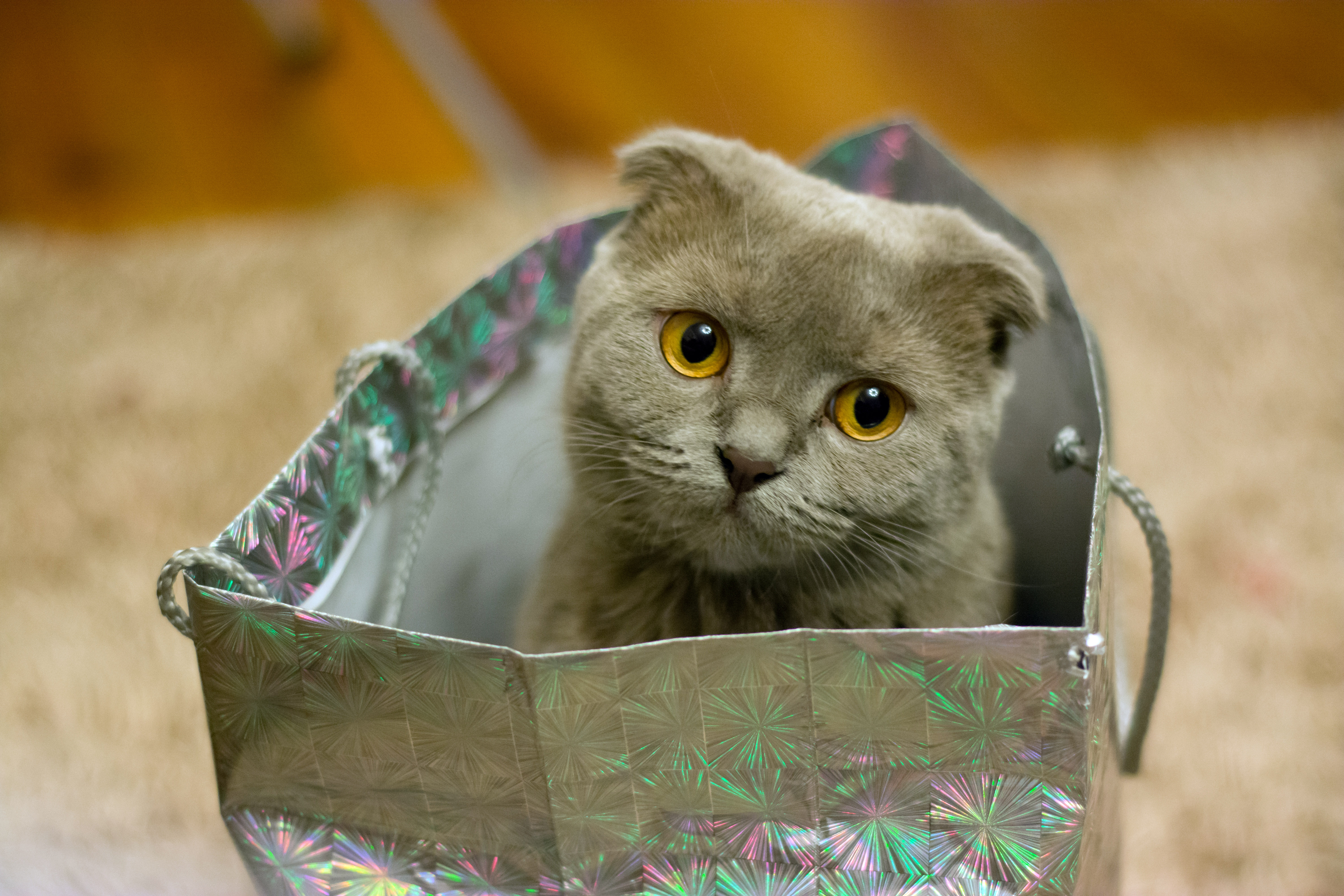 Kitten In A Bag Image Free Stock Photo Public Domain Photo Cc0 Images