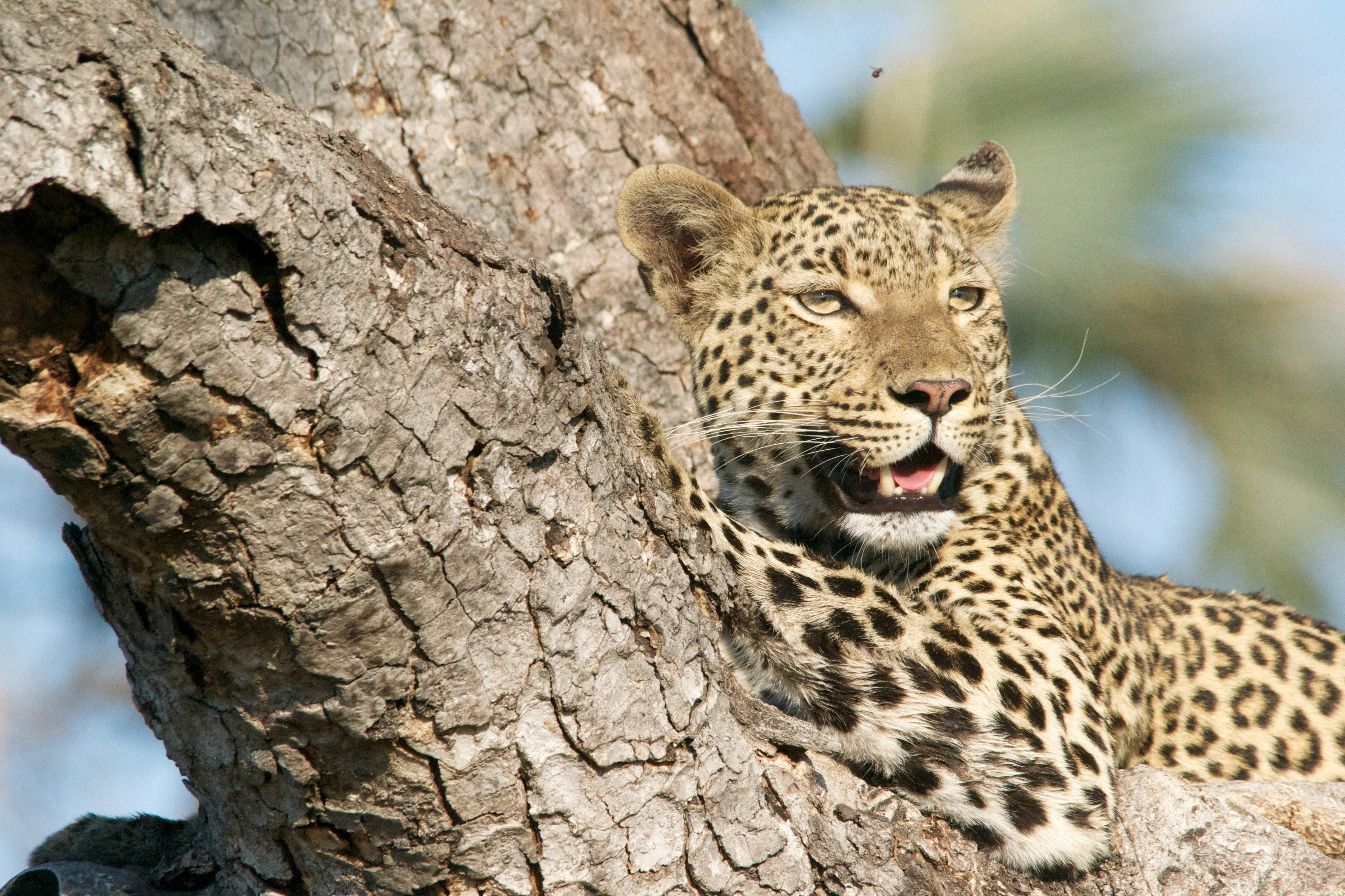 Leopard In A Tree