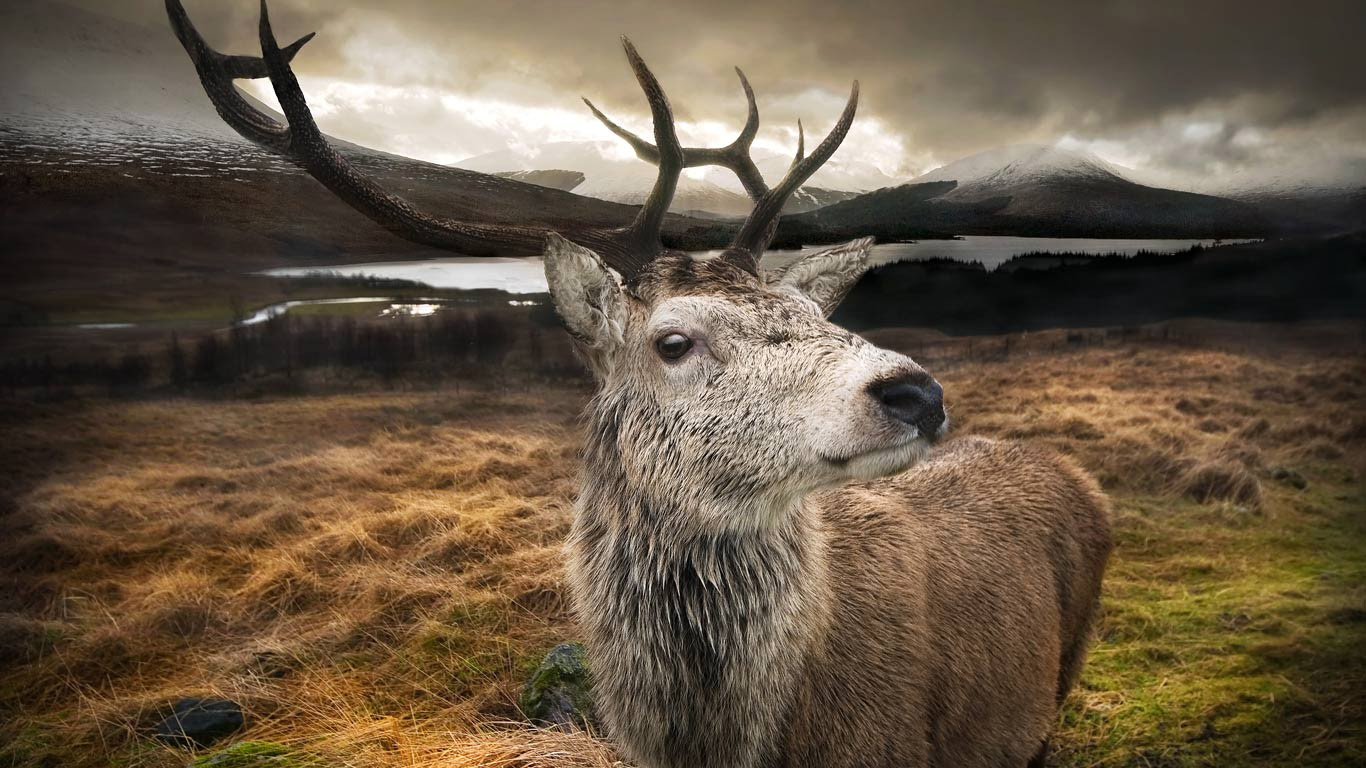 22,573 Deer Antler Stock Photos, High-Res Pictures, and Images