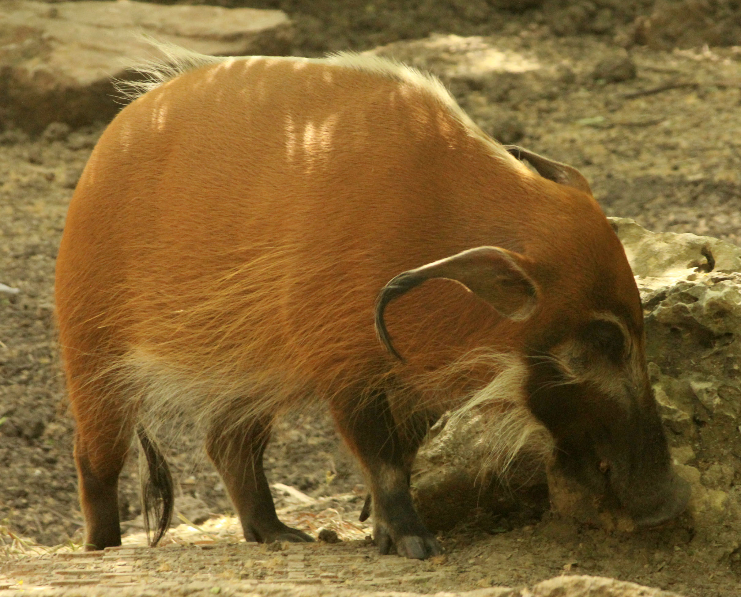 red river hog diet