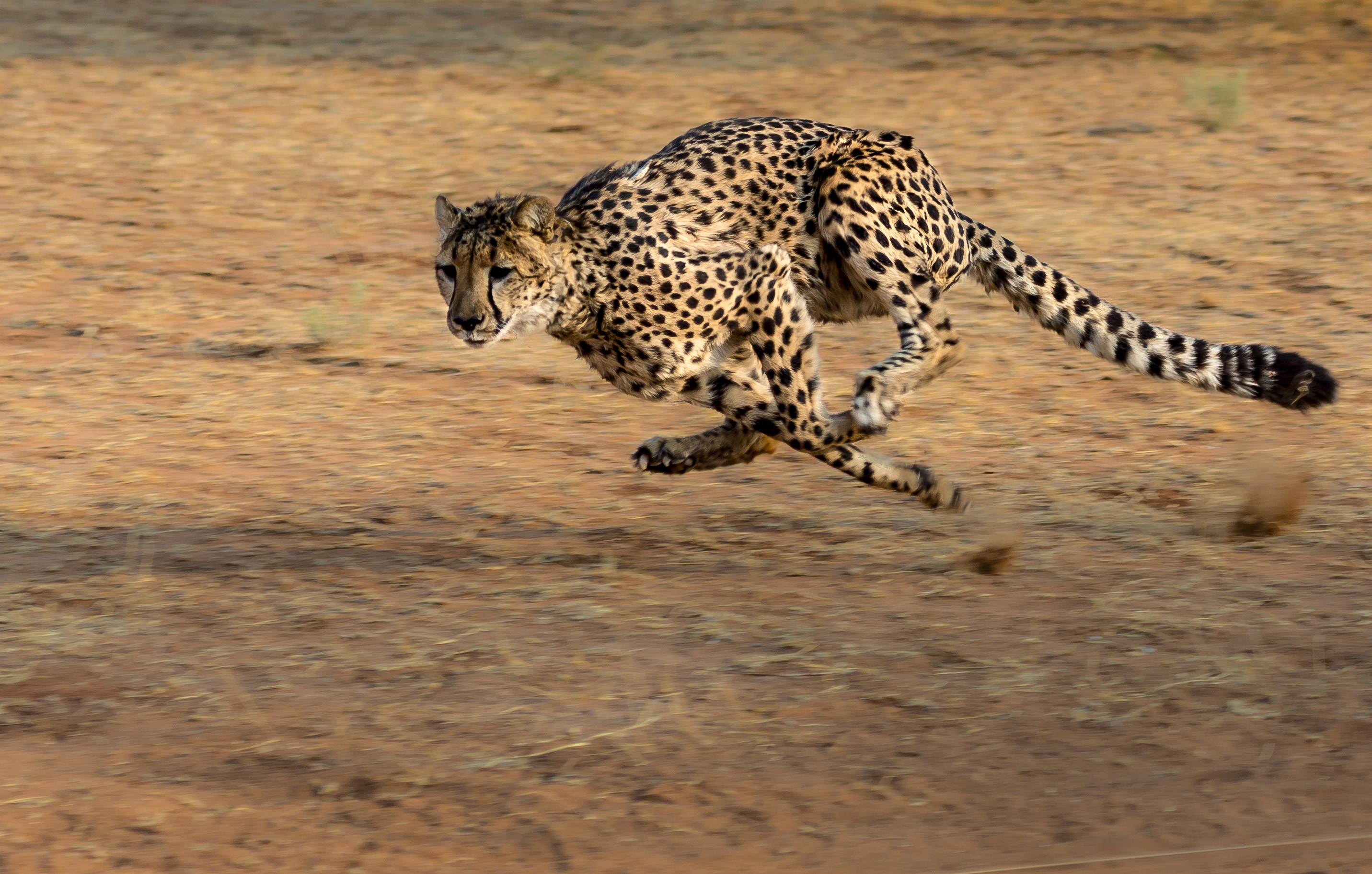 cheeta running