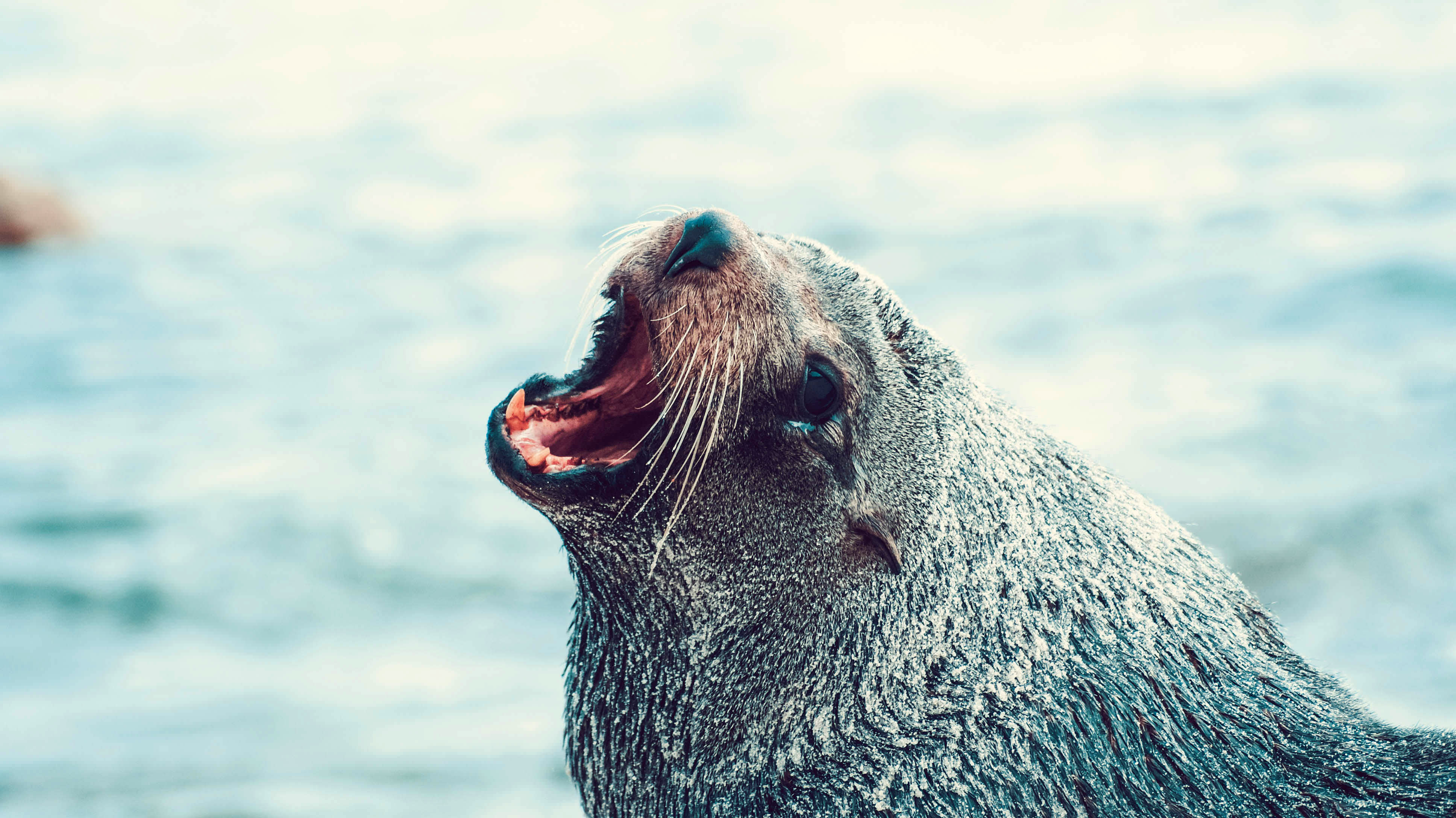 Seal Barking image - Free stock photo - Public Domain ...