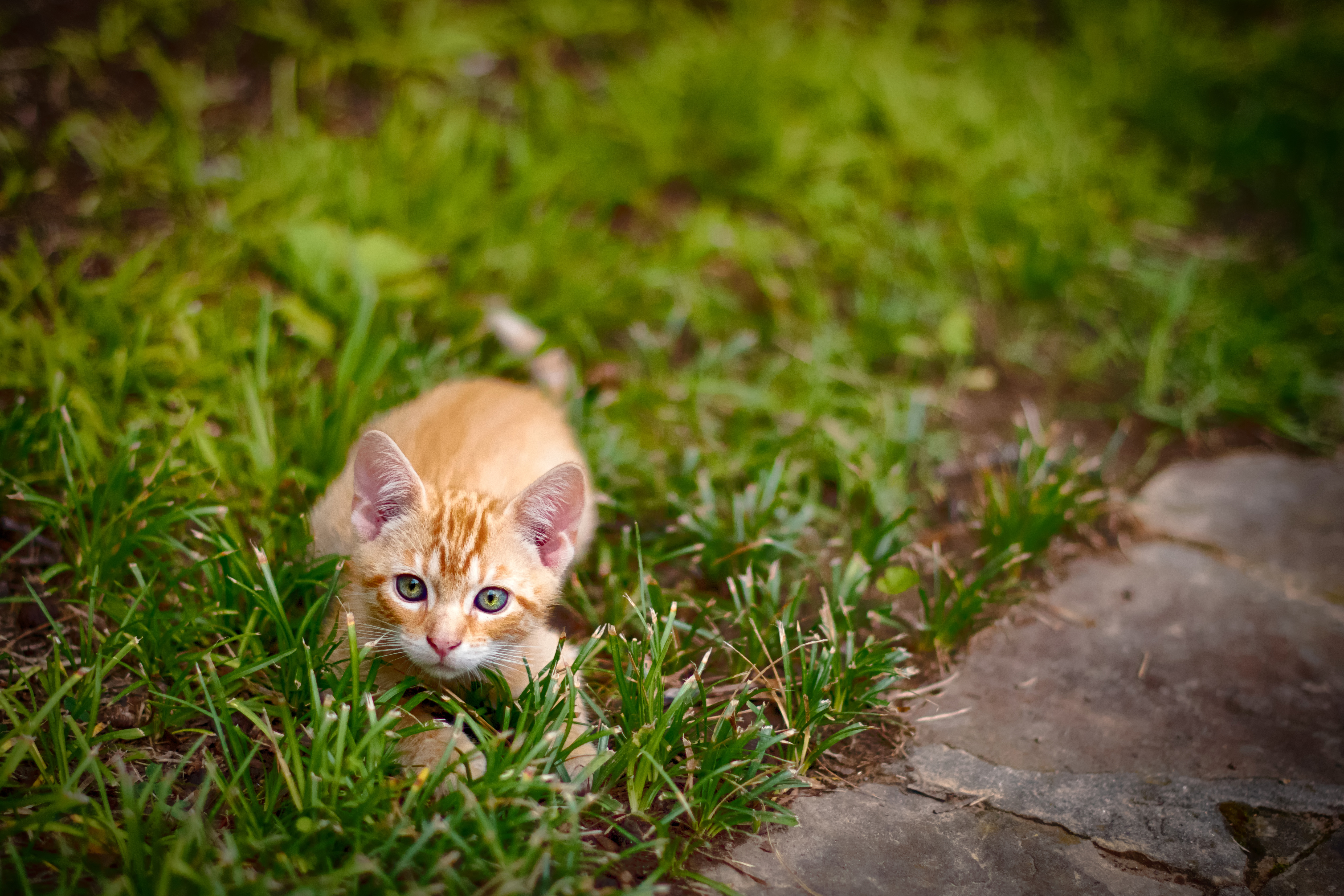 Small Kitten Getting ready to pounce  image Free stock 