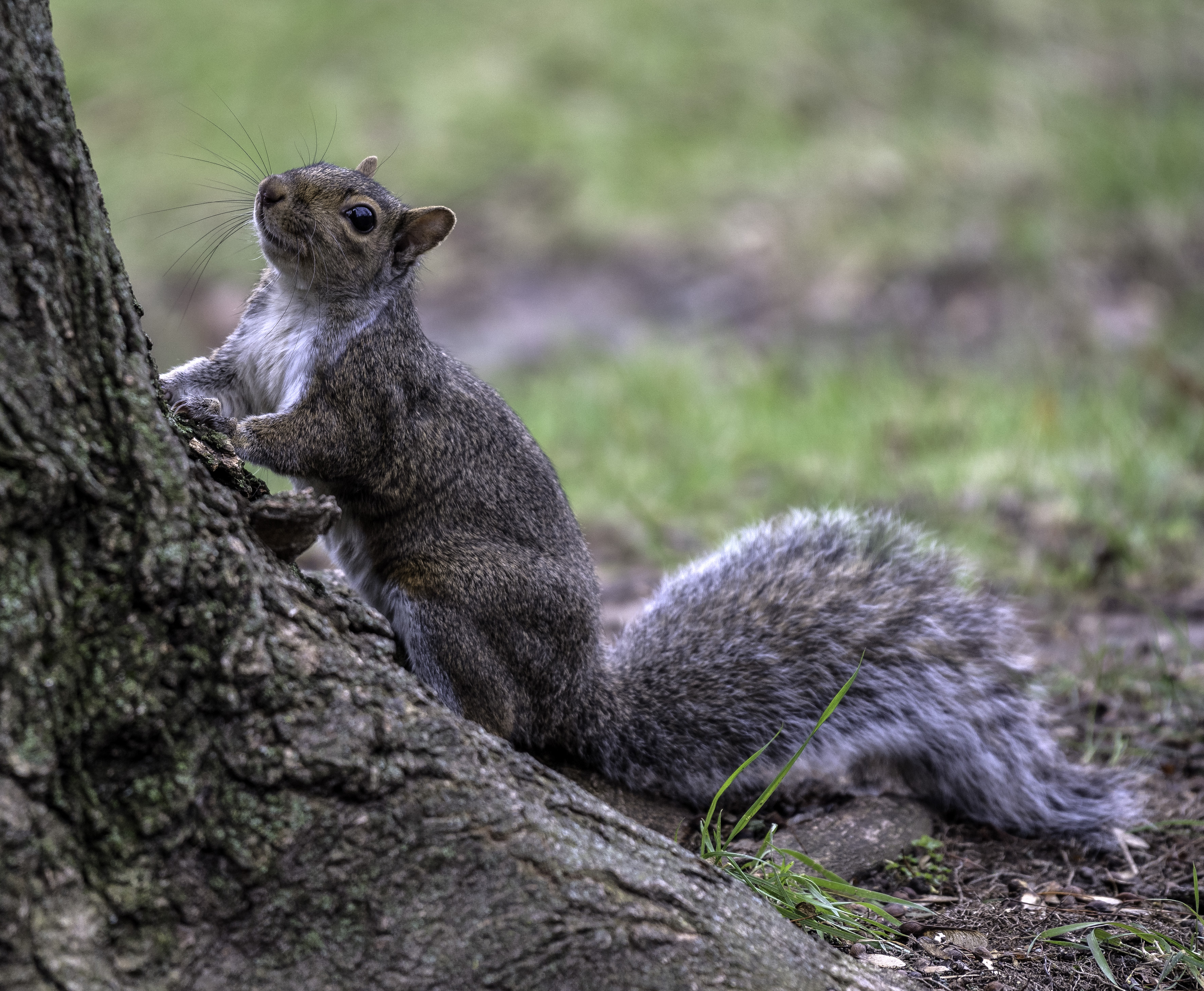 Squirrel Looking up at the tree image - Free stock photo - Public Domain  photo - CC0 Images