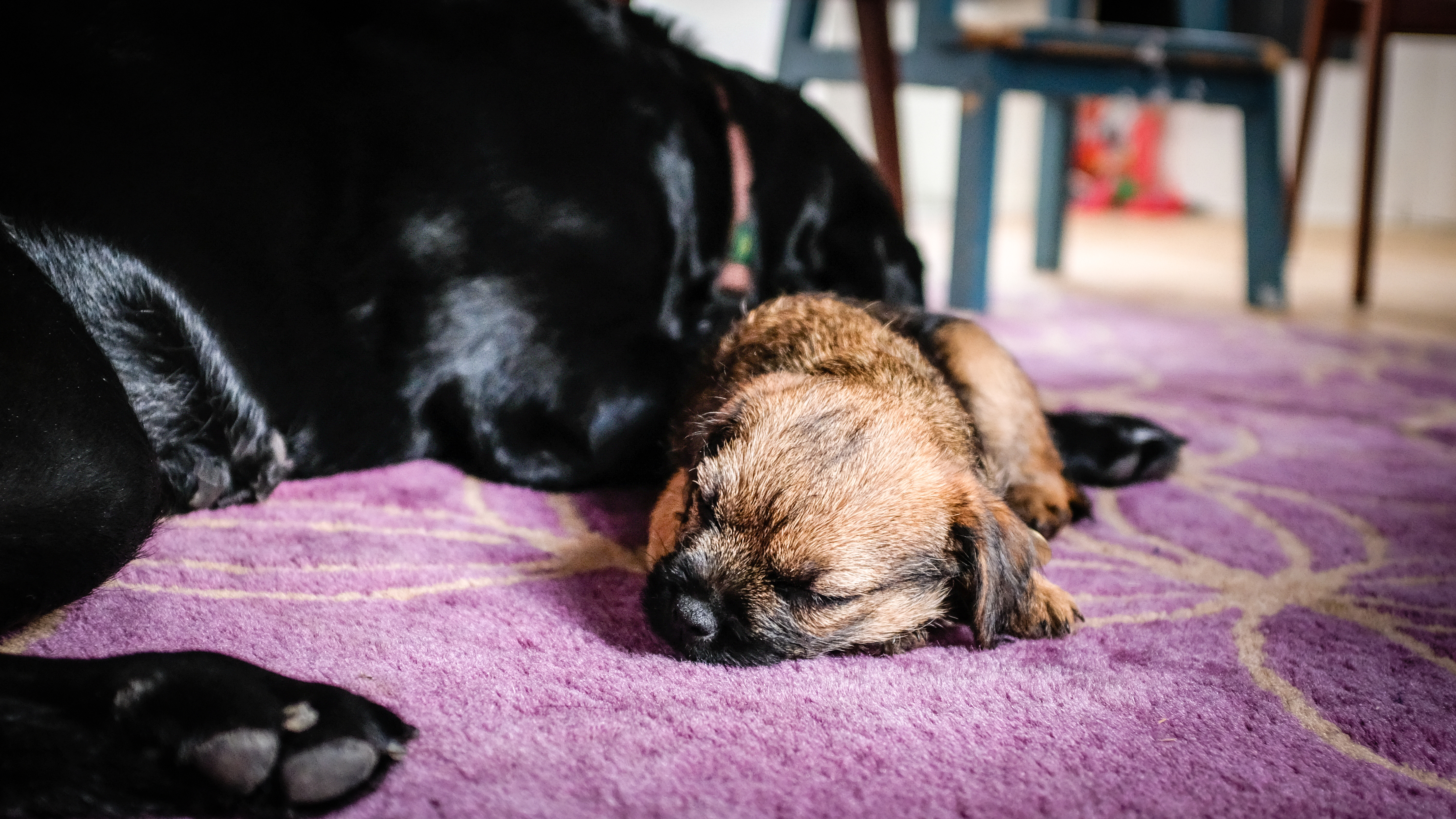 Сколько спят щенки в 2. Спящие собаки могут врать. Sleeping Dogs. What Dogs. Dogs Sleep on Floor.