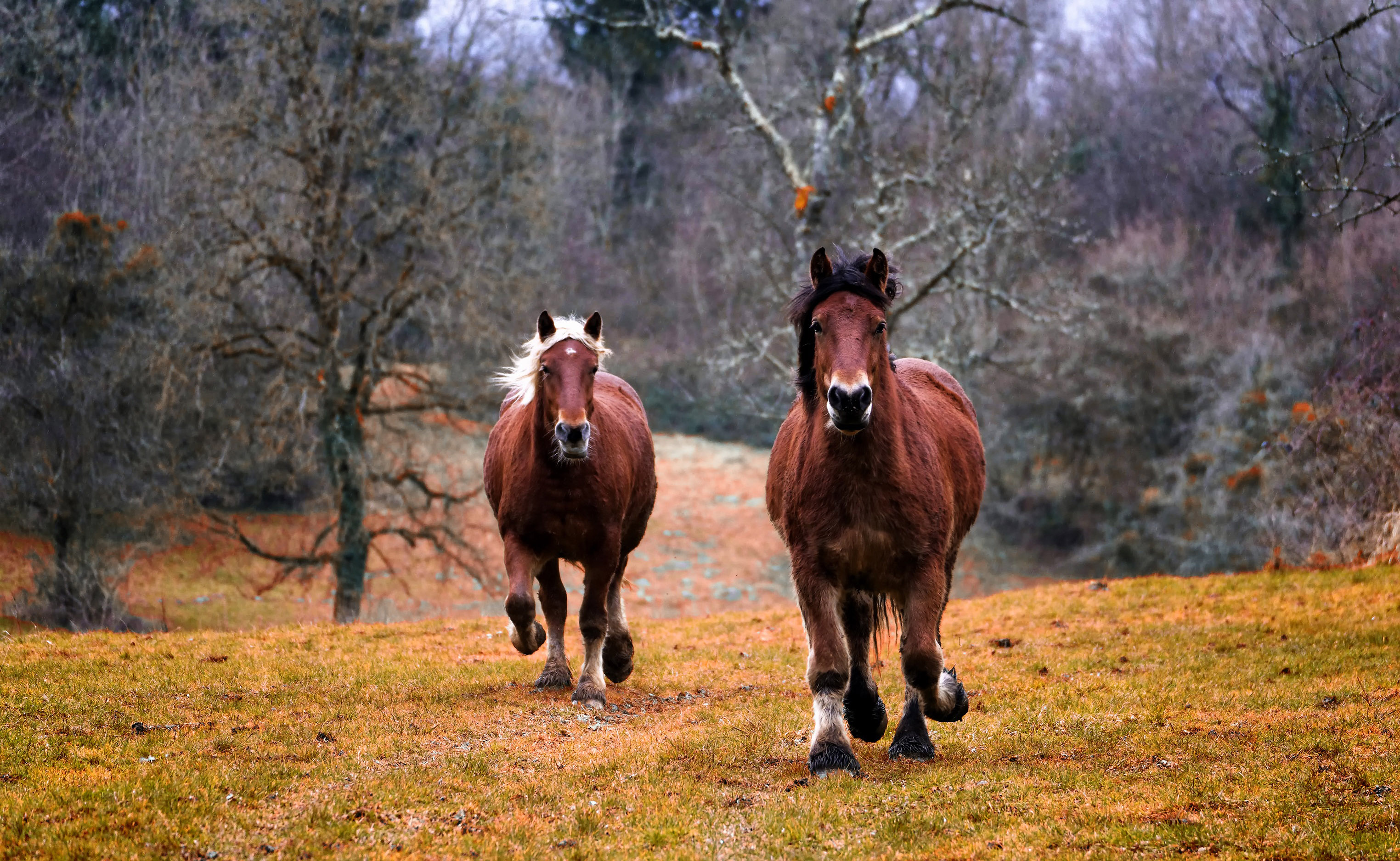 Two Horses Galloping out in the Wild image - Free stock photo ...