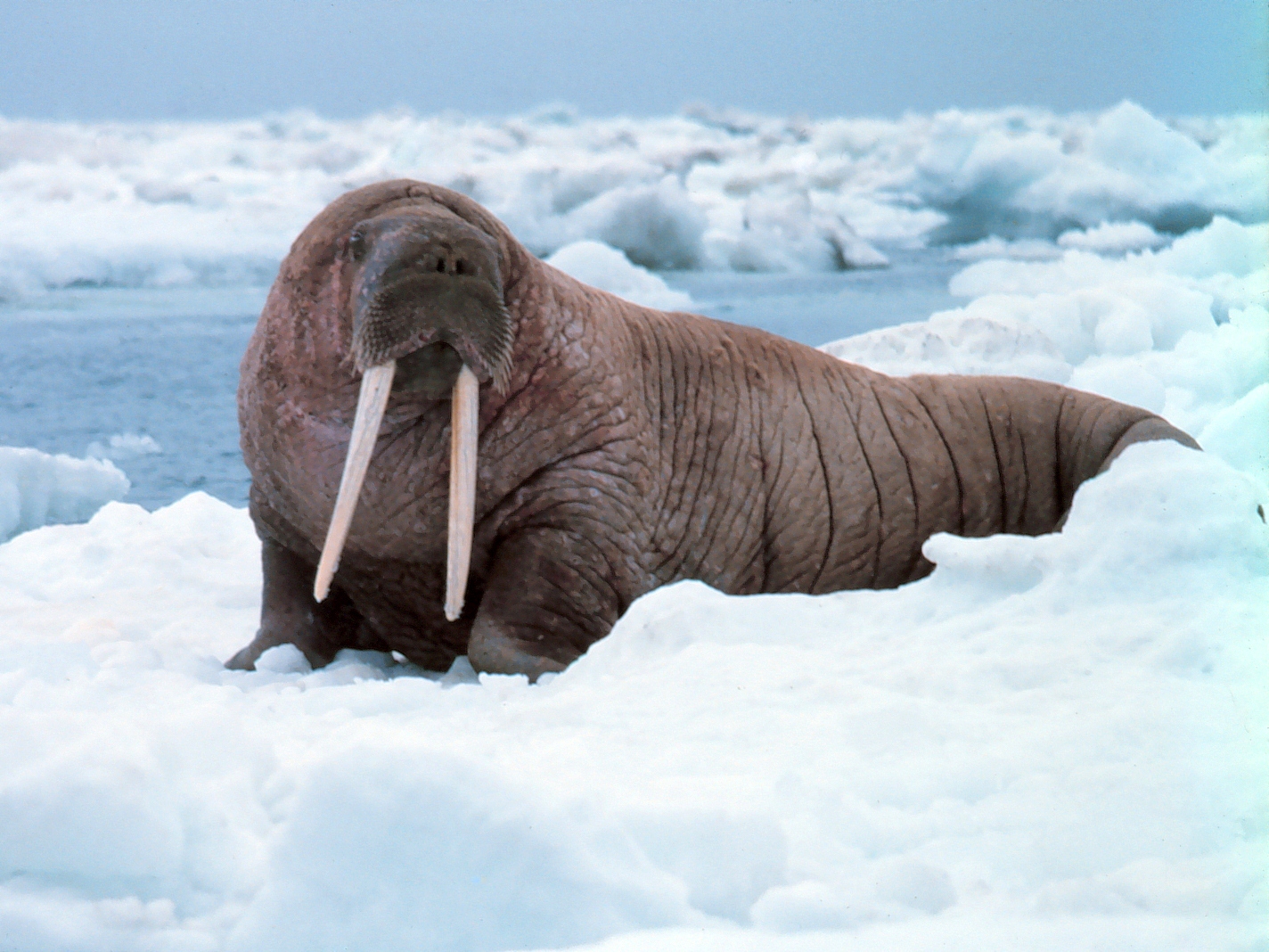 Walrus Odobenus Rosmarus On Iceberg Image Free Stock Photo Public Walrus Odobenus Rosmarus On Iceberg Image Free Stock Photo Public
