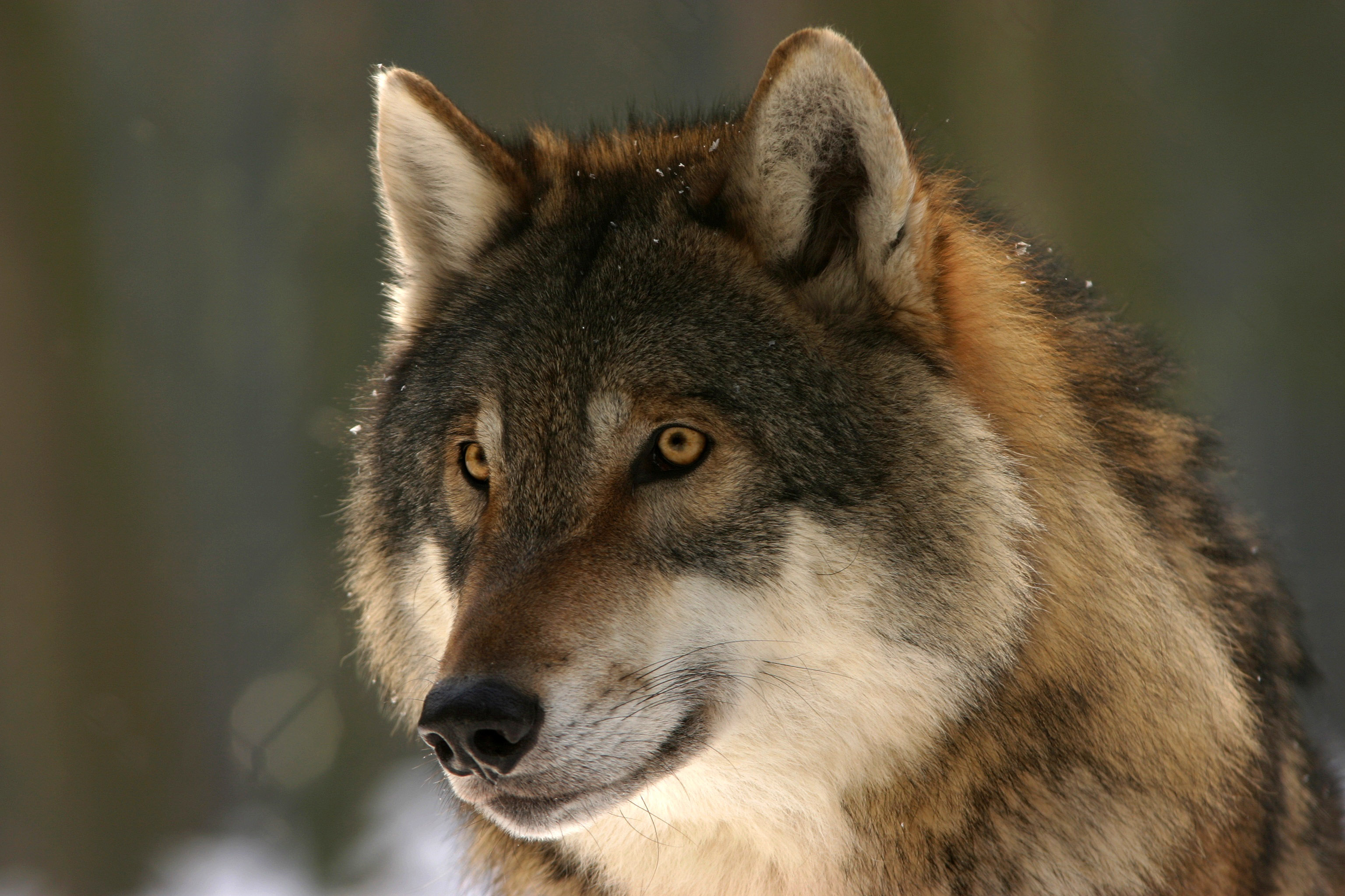 Wolf Face Image Free Stock Photo Public Domain Photo Cc0 Images