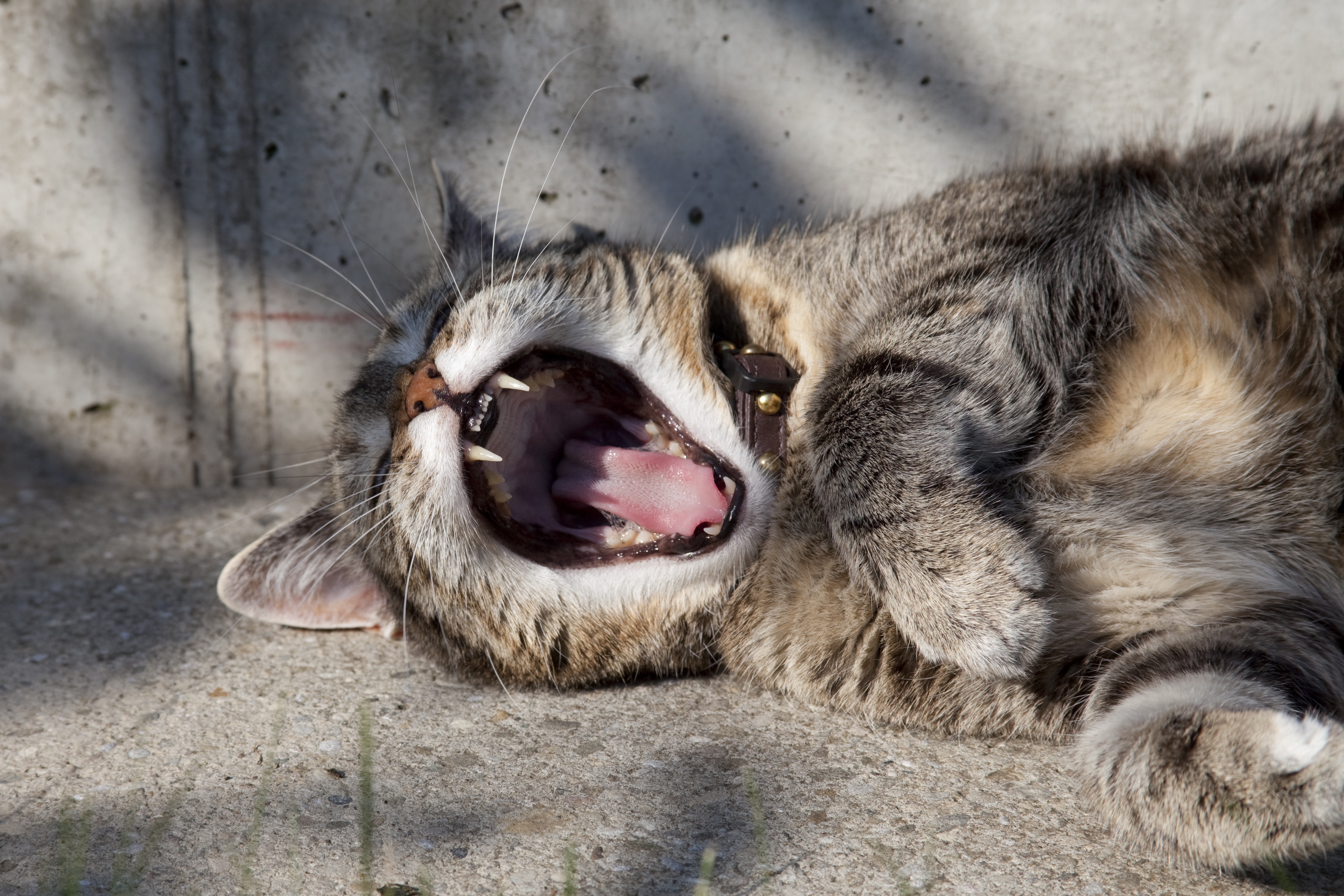 Angry cat with sharp teeth meowing in sunlight · Free Stock Photo