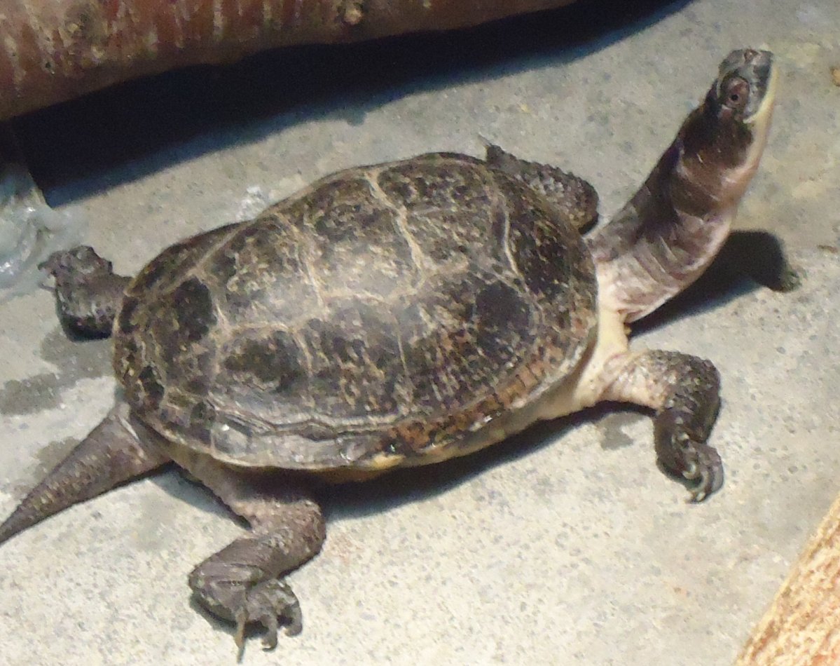 Turtle image - Free stock photo - Public Domain photo - CC0 Images