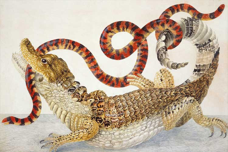 Alligator And Snake Fighting Image Free Stock Photo Public Domain