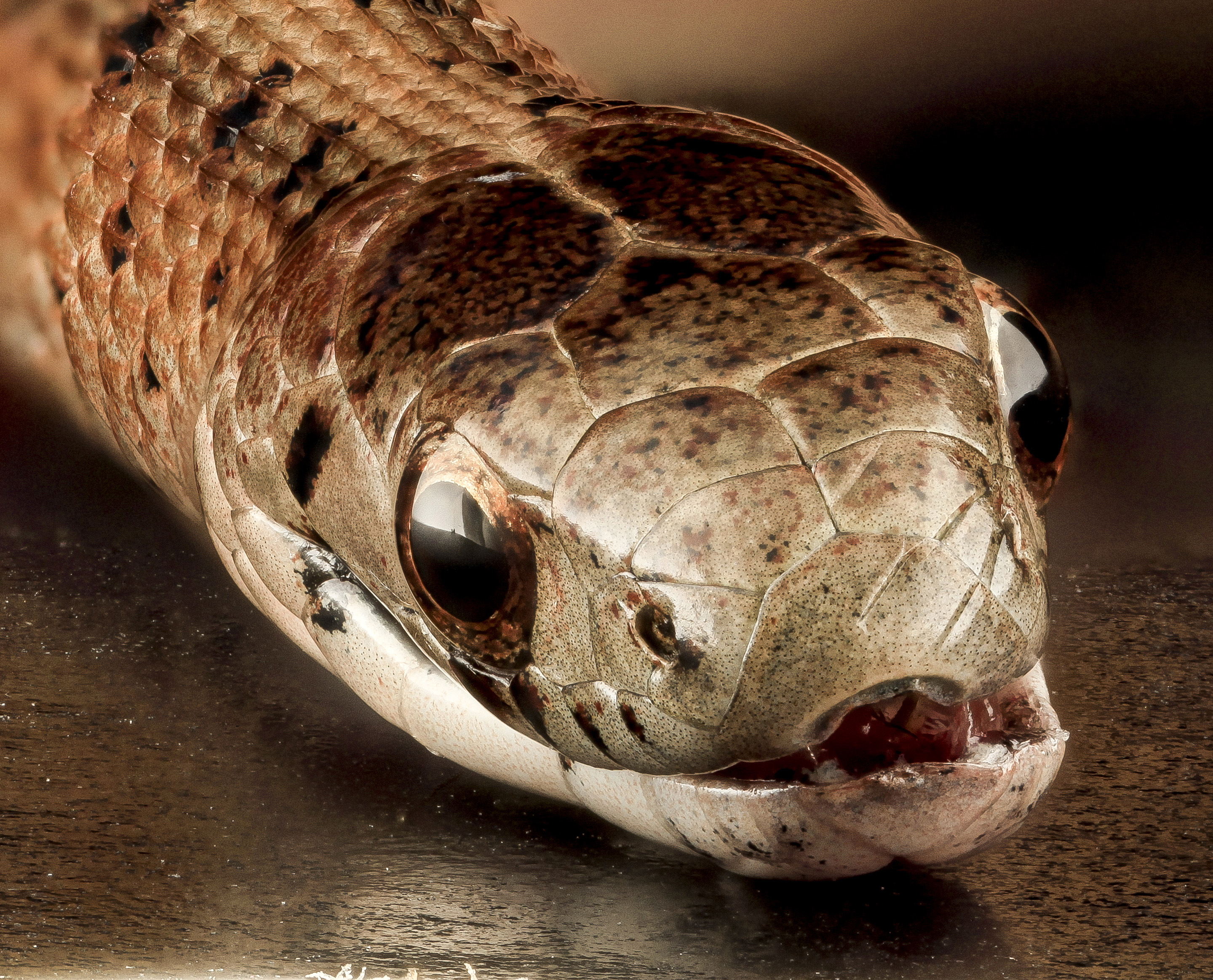 Snake Eye
