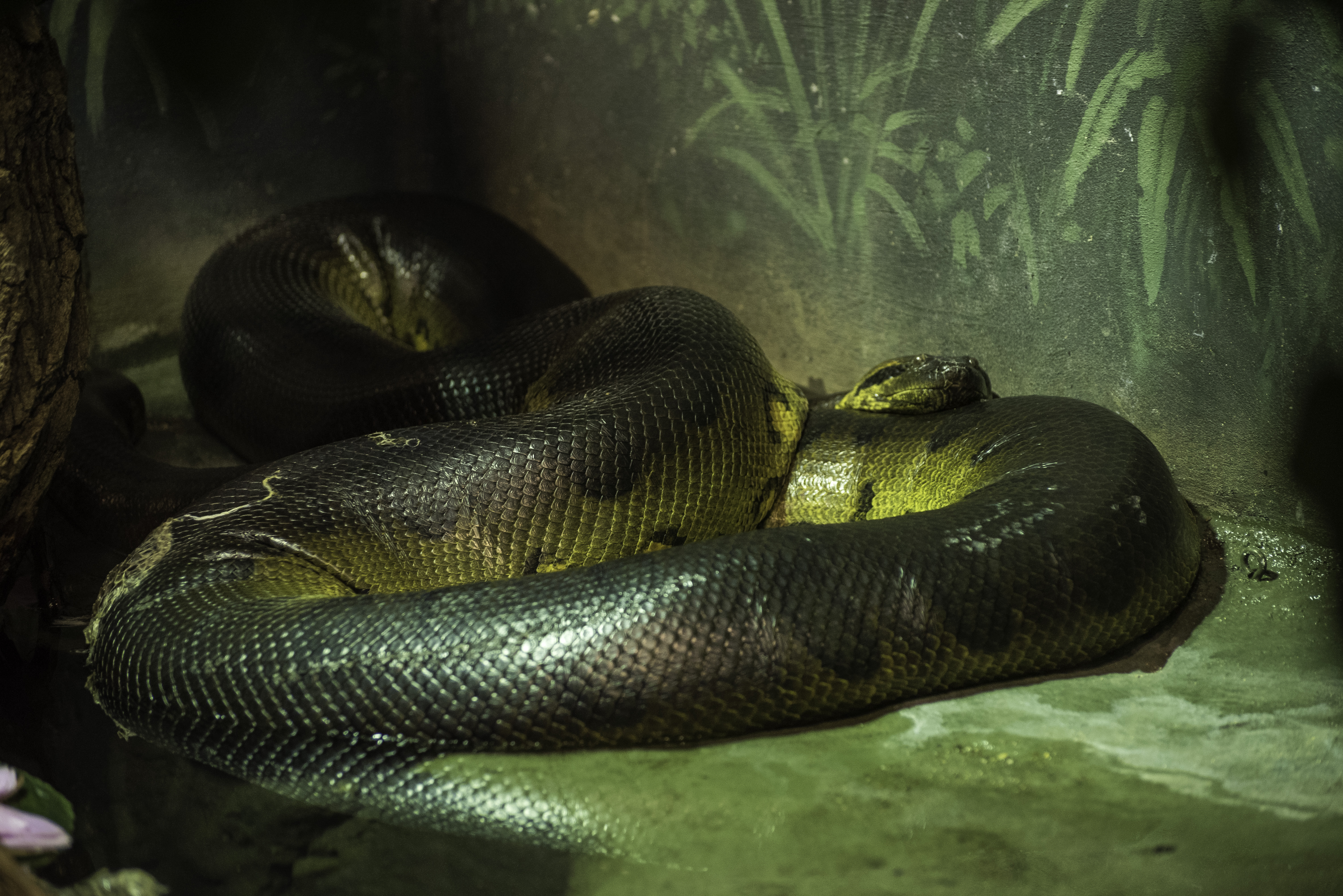 Анаконда 7. Анаконда змея. Змея Анаконда гигантская. Зеленая Анаконда (eunectes murinus).