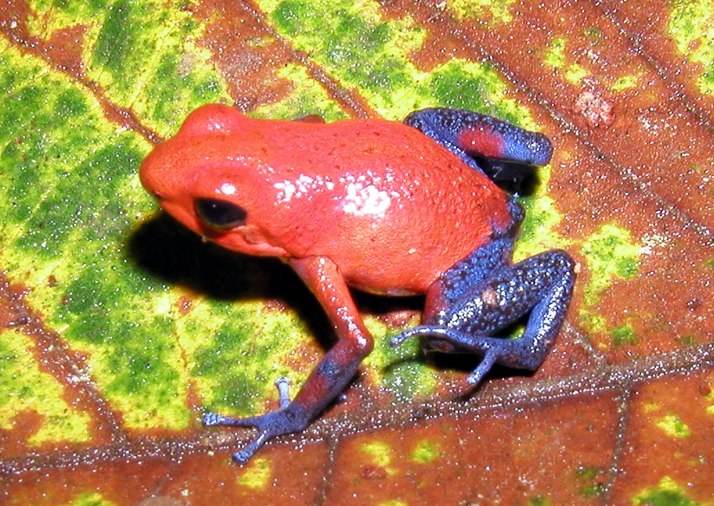 poison dart frogs poison dart frogs