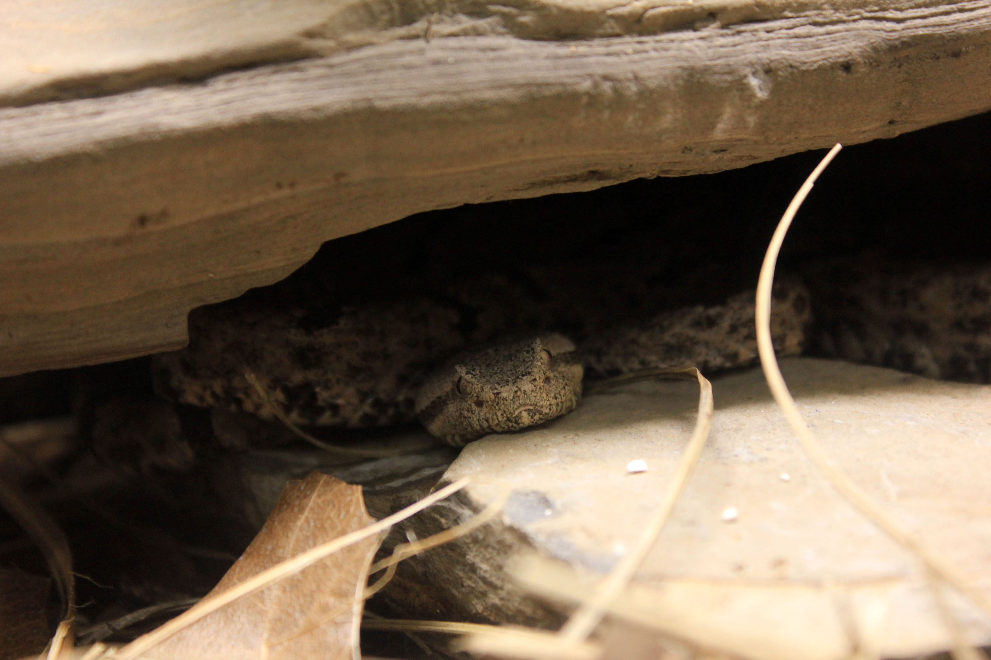 Resultado de imagem para Tamaulipan rock rattlesnake