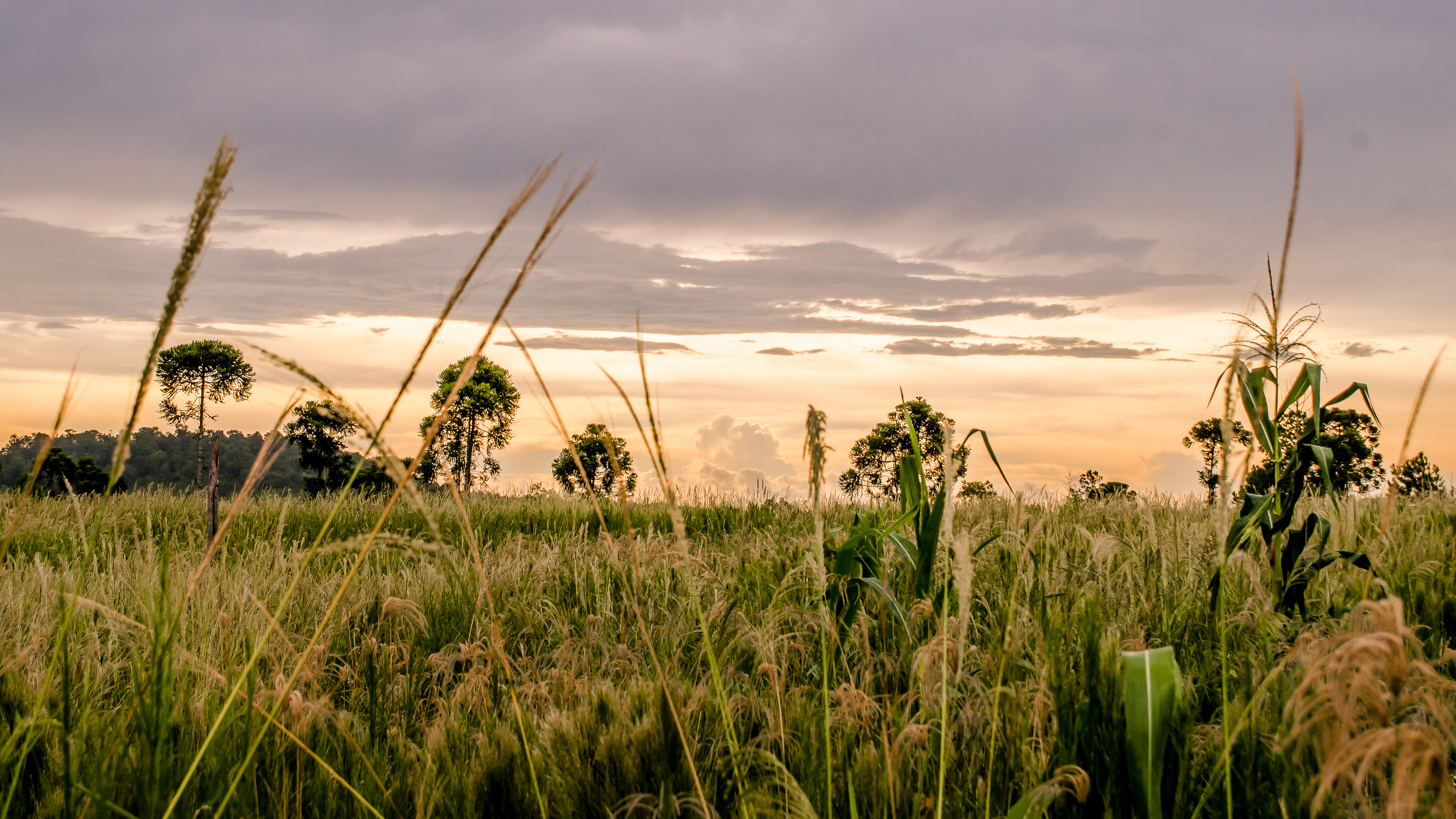 Grass Fields landscape in Argentina image - Free stock photo - Public ...