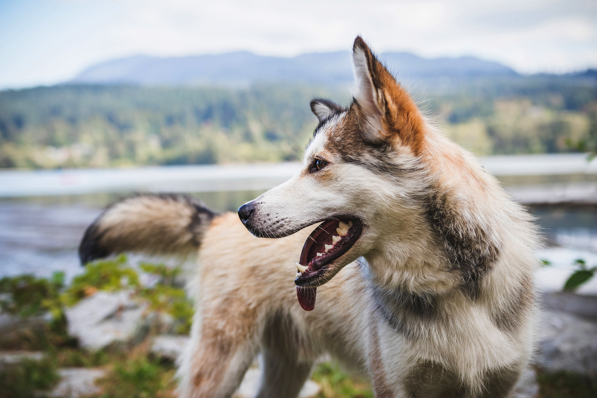 https://www.goodfreephotos.com/albums/canada/british-columbia/vancouver/dog-in-the-landscape-in-vancouver-british-columbia-canada.jpg