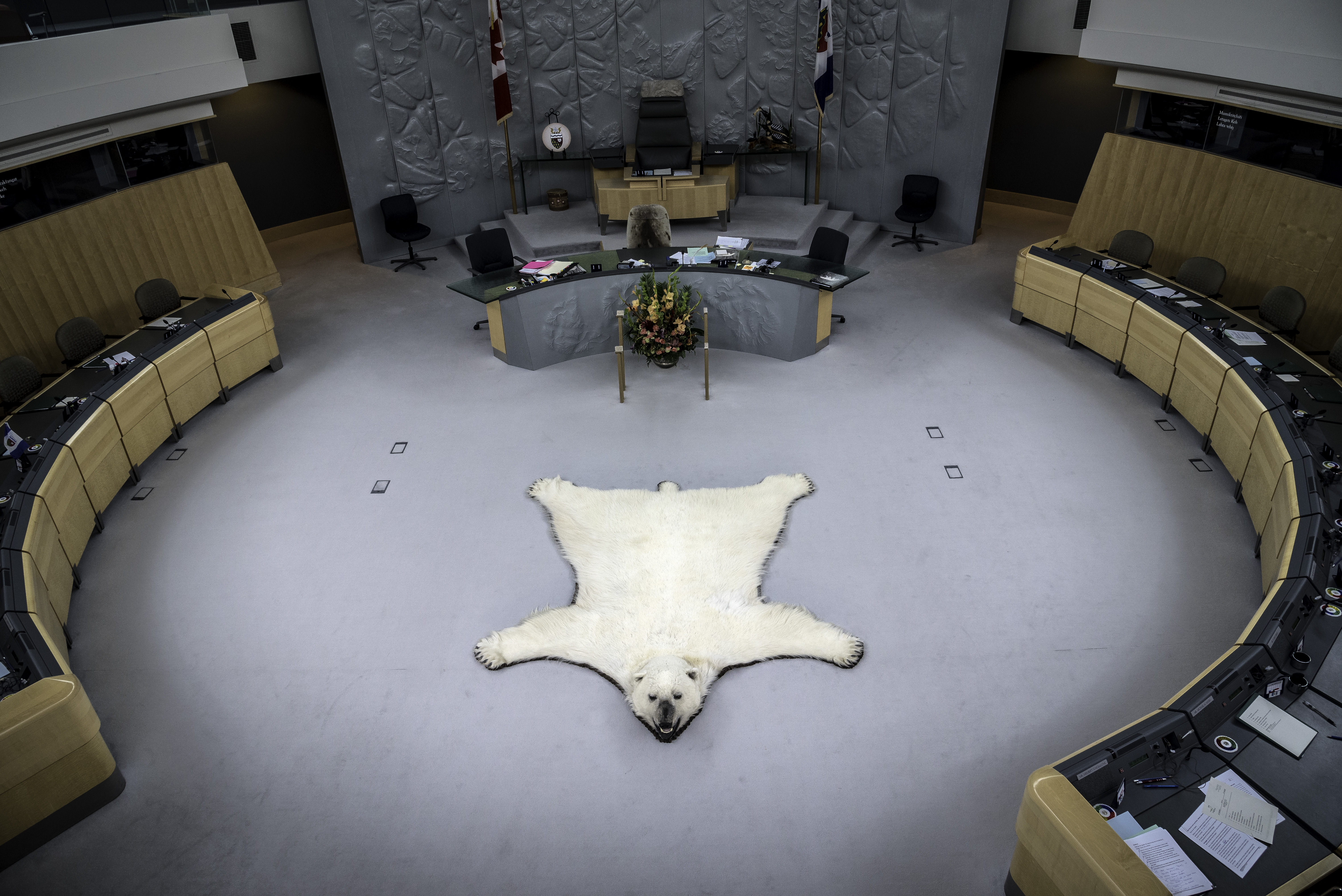Polar Bear Rug in the Congress Room in Yellowknife image - Free stock photo - Public Domain ...