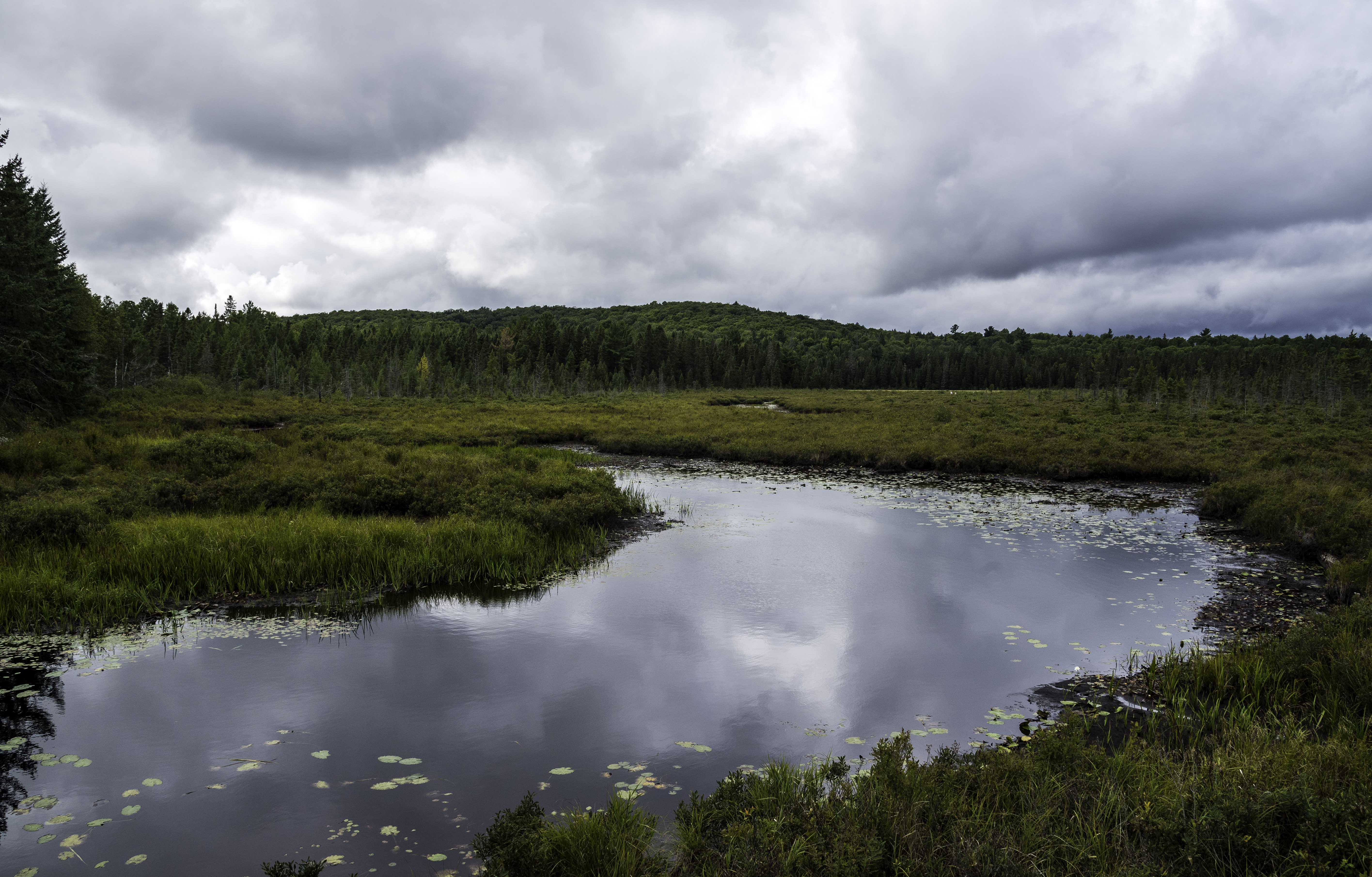pond and nature landscape
