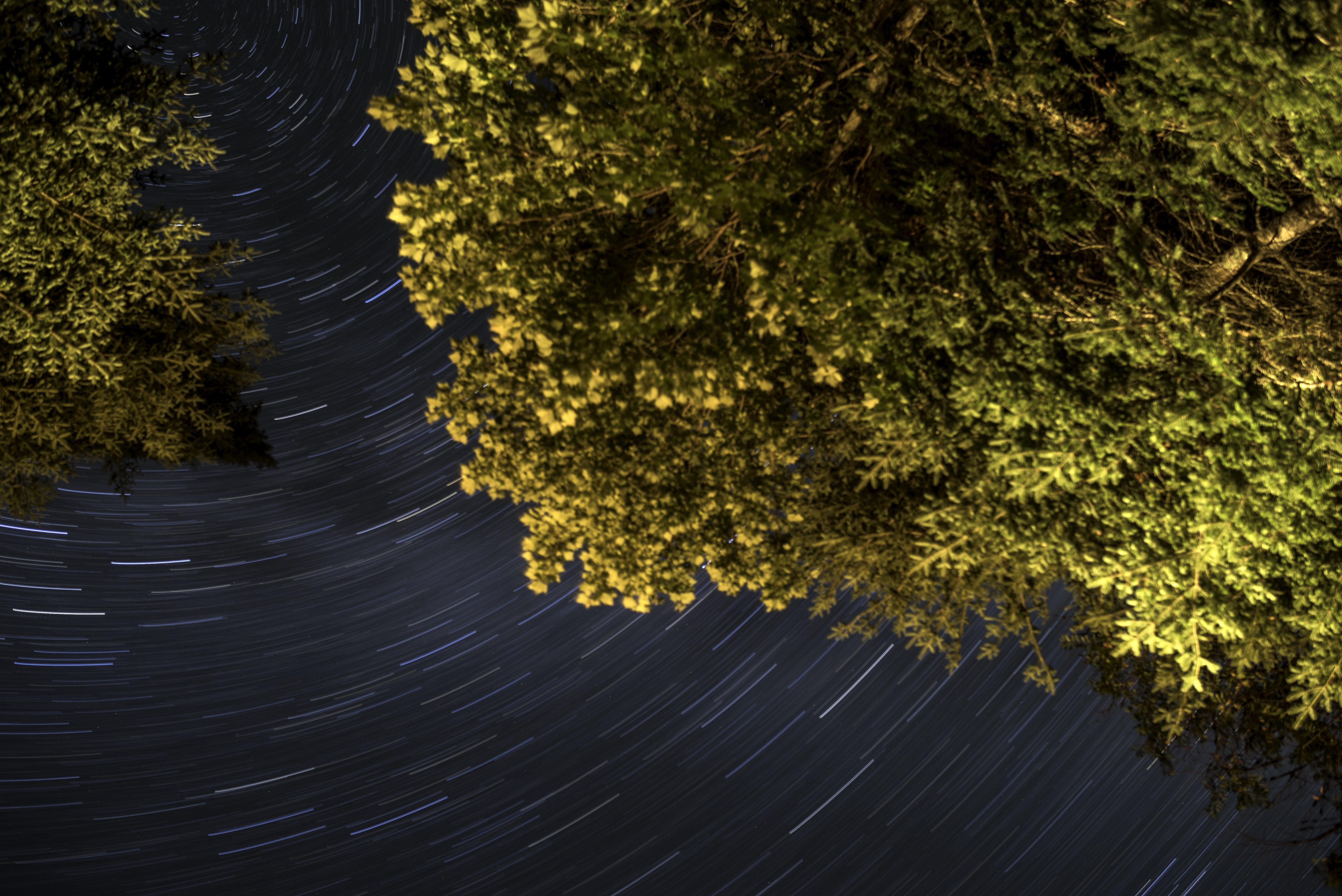 star trails above the trees