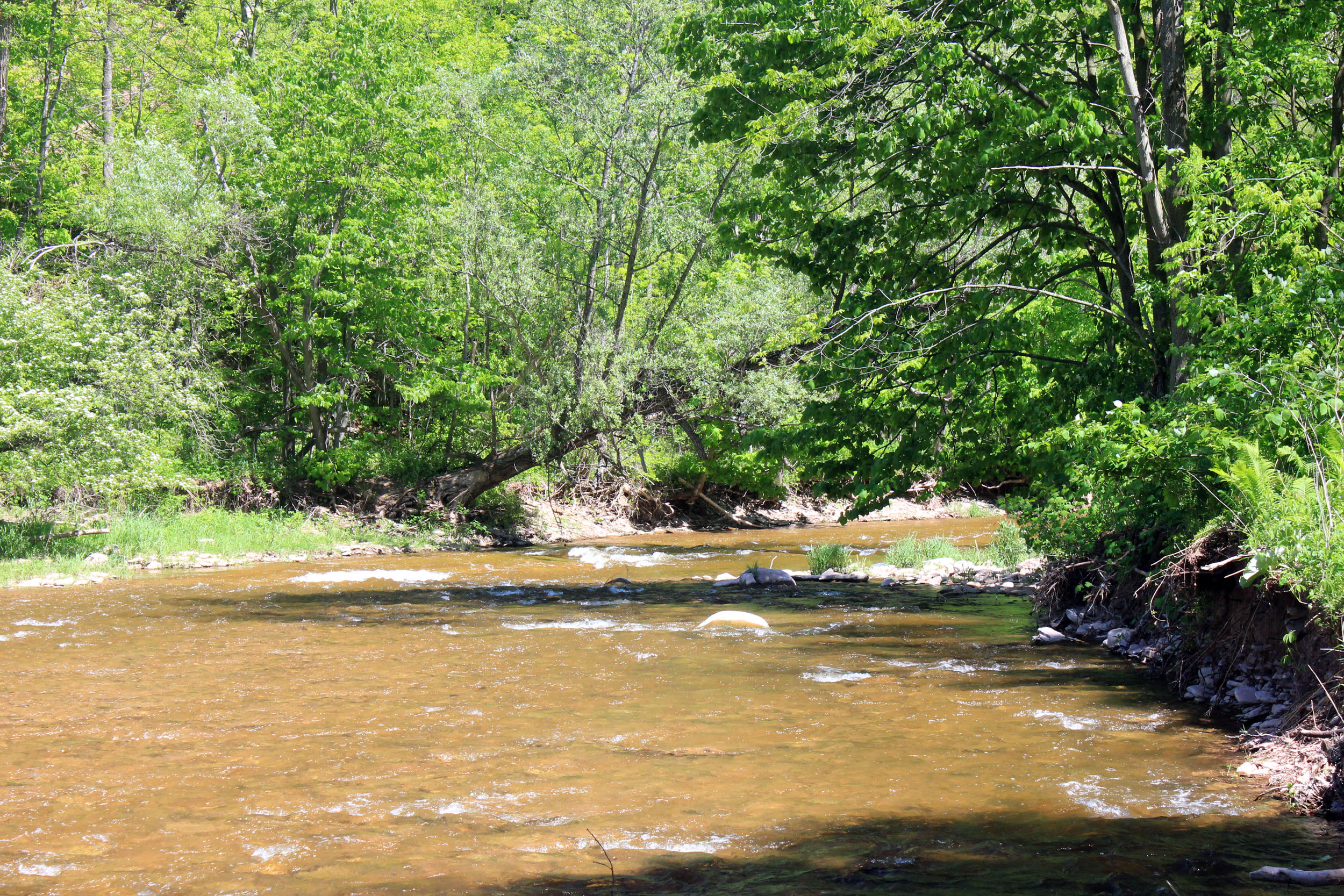 Bronte Creek