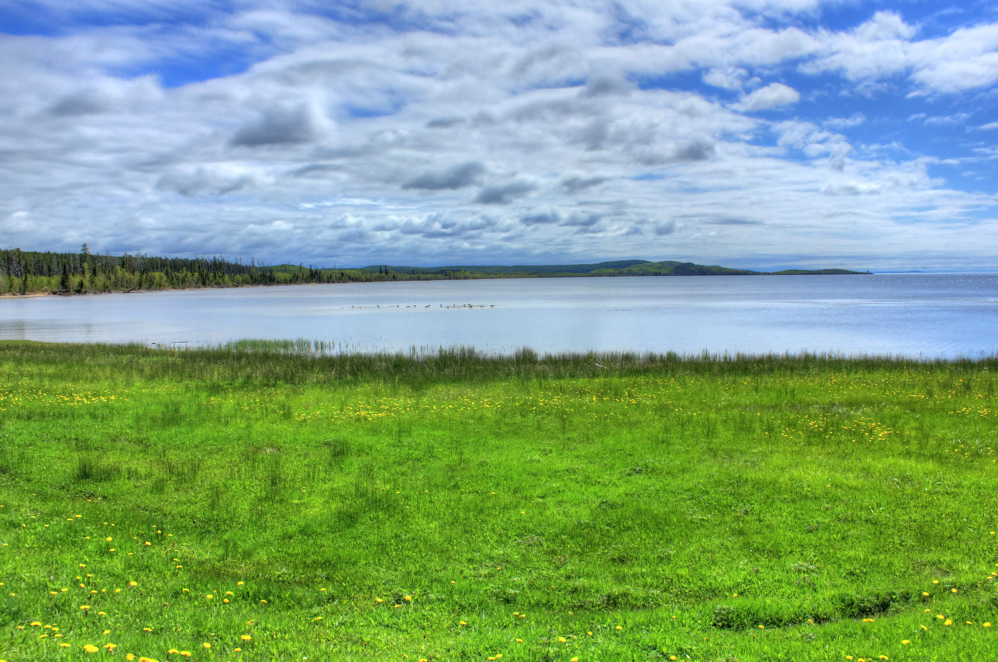 Grassy Shoreline Background